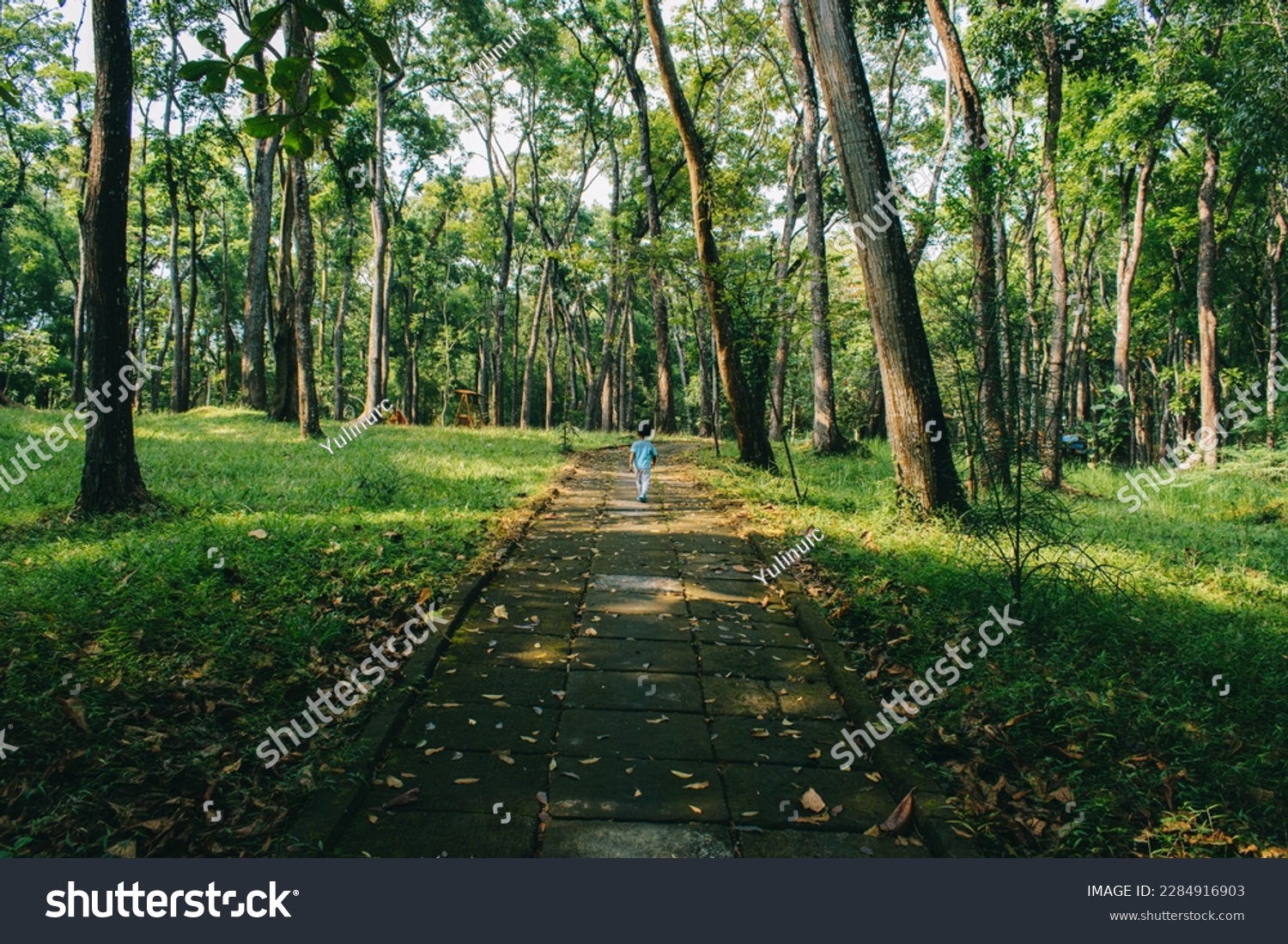 Kids walk on the green forest at Tahura, Bunder, Gunungkidul, Yogyakarta #2284916903