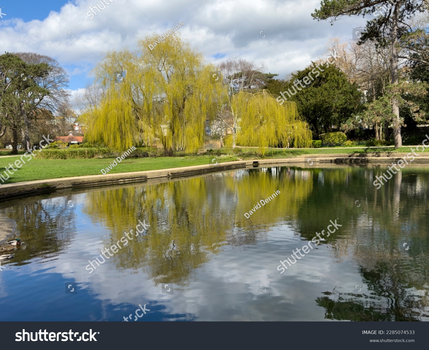 A bank of willow trees in spring sunshine in Alexandra Park, Hastings, East Sussex, England #2285074533