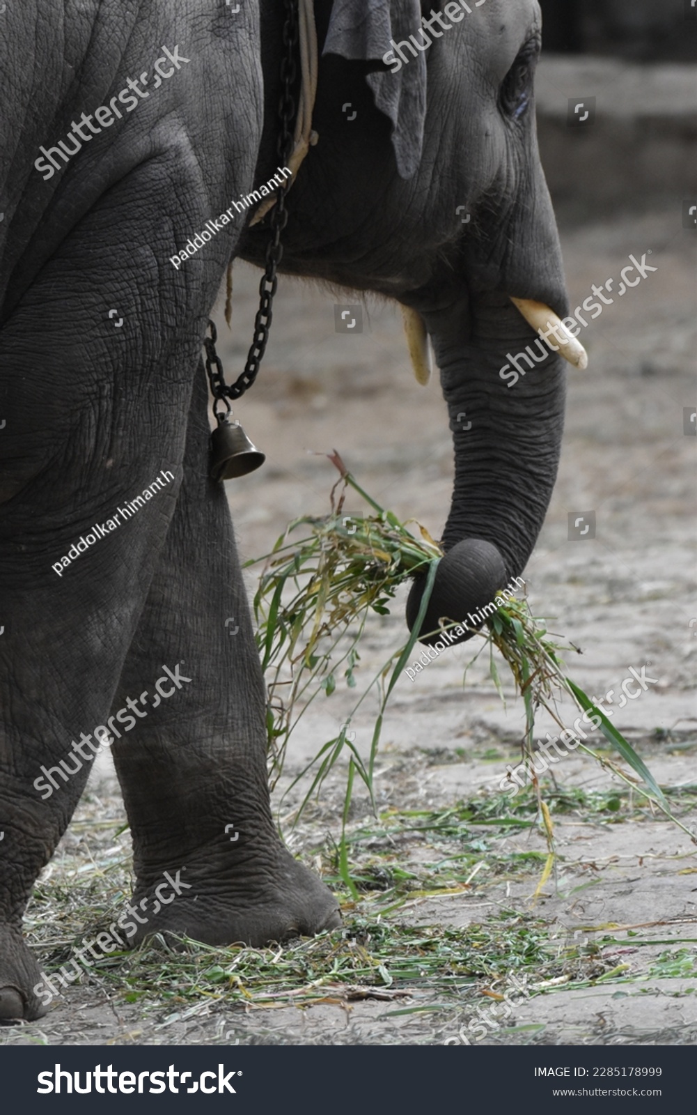 elephant-largest-living-land-animal-royalty-free-stock-photo