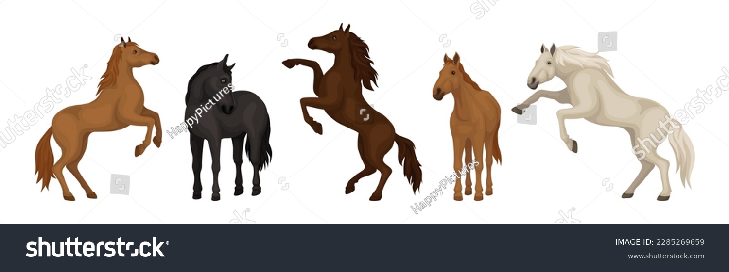 Horse Breed as Domesticated, One-toed, Hoofed - Royalty Free Stock ...