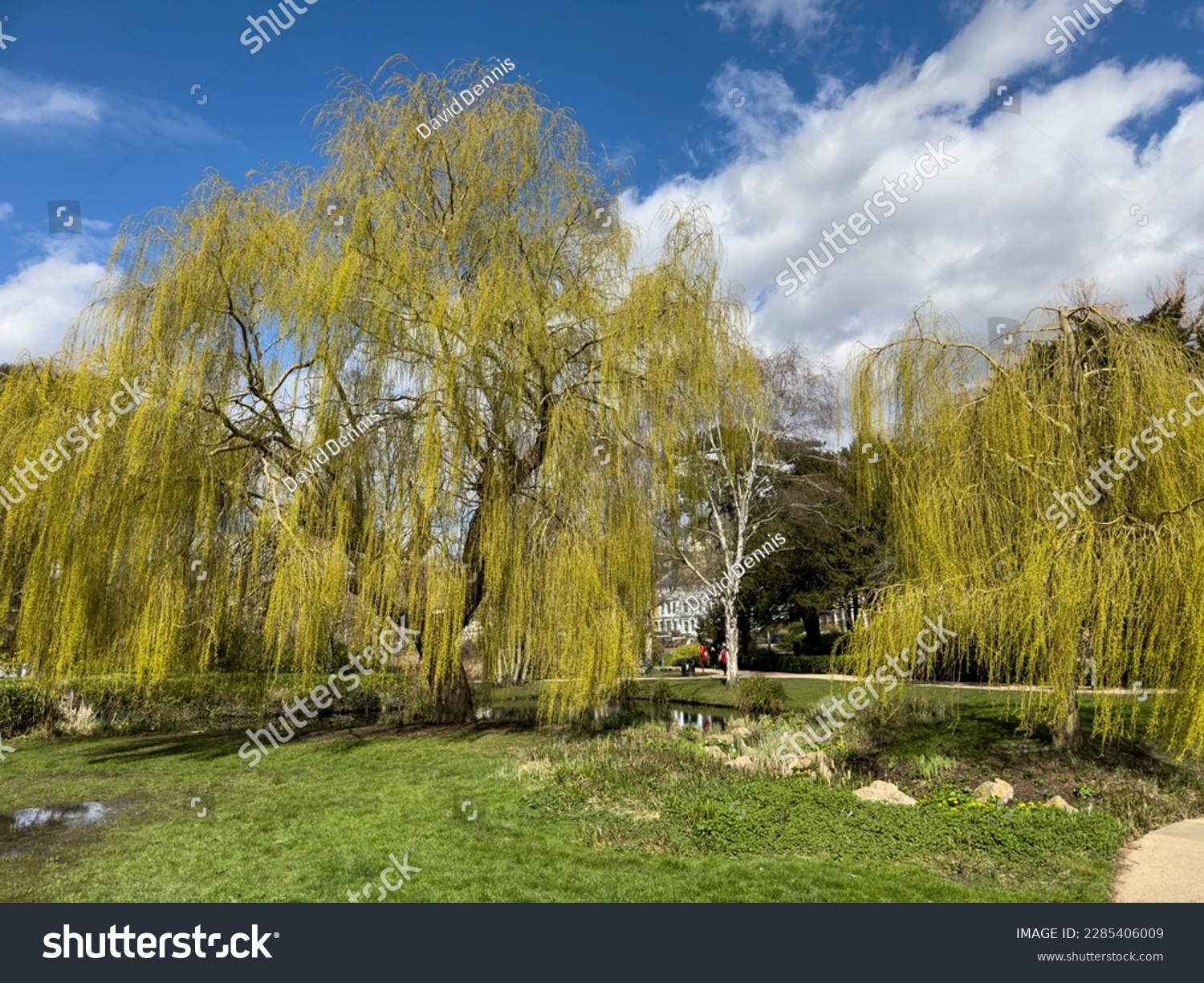 A bank of Willow trees in spring sunshine in Alexandra Park, Hastings, East Sussex, England #2285406009