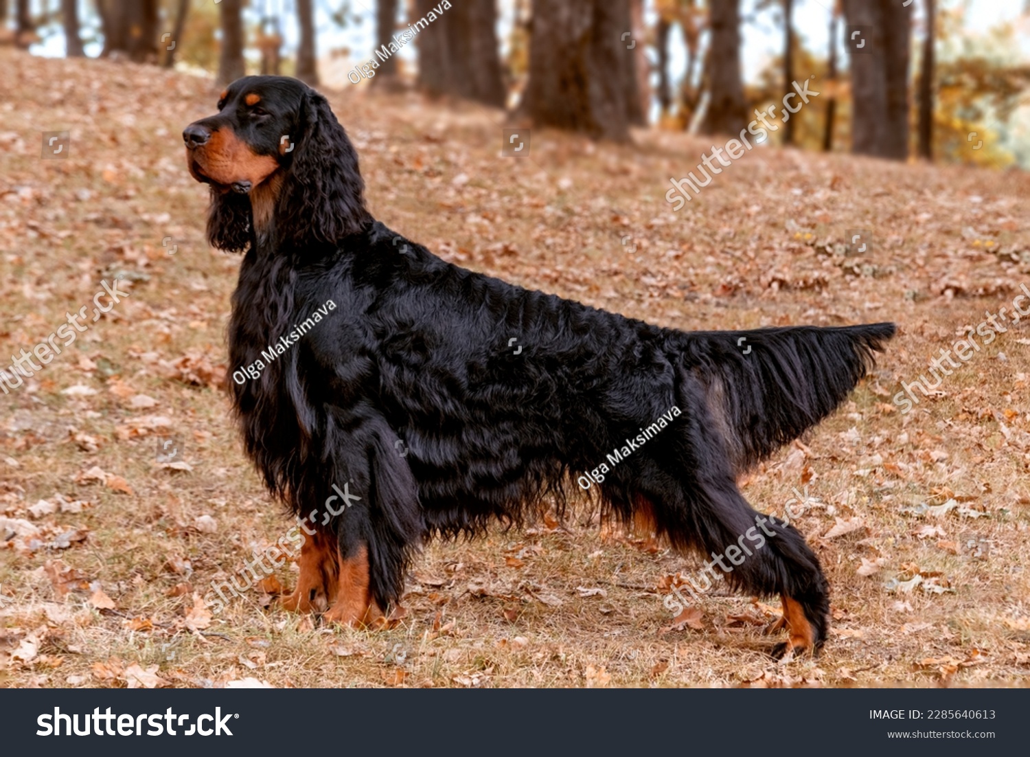 Magnificent Gordon Setter hunting dog standing in the  in the autumn forest #2285640613