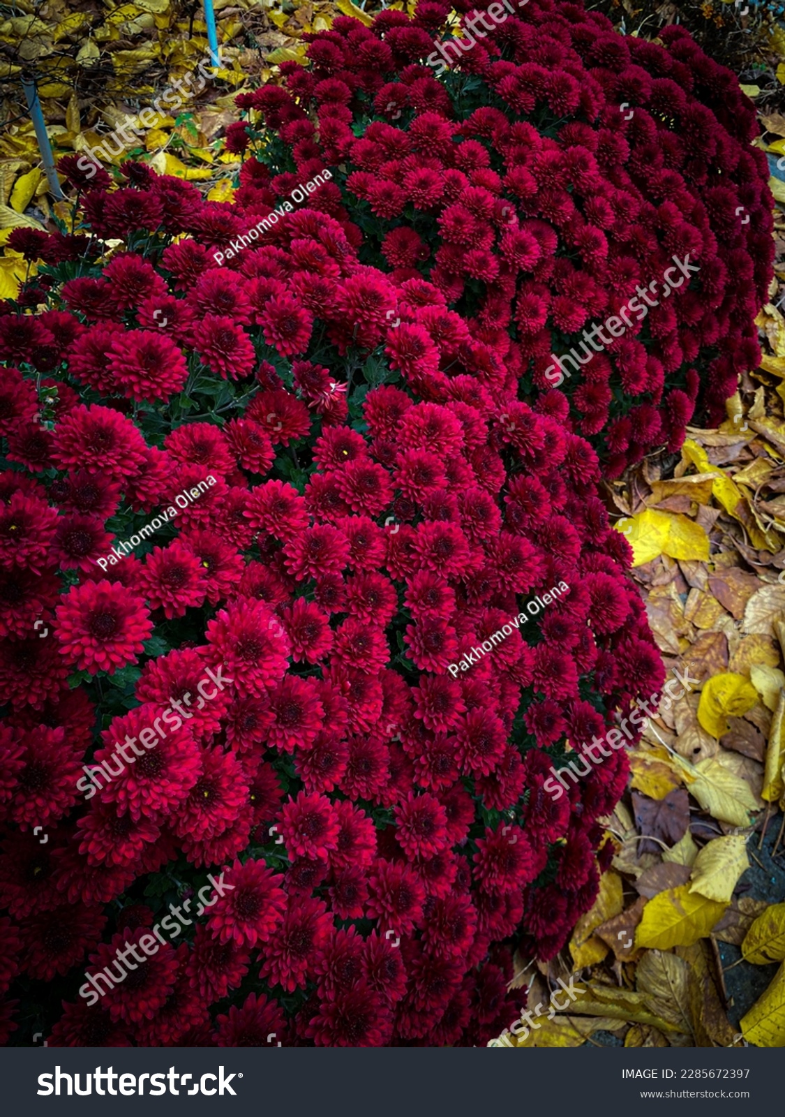Autumn flowers of Chrysanthemum multiflora. Spherical burgundy bushes surrounded by yellow fallen leaves. #2285672397