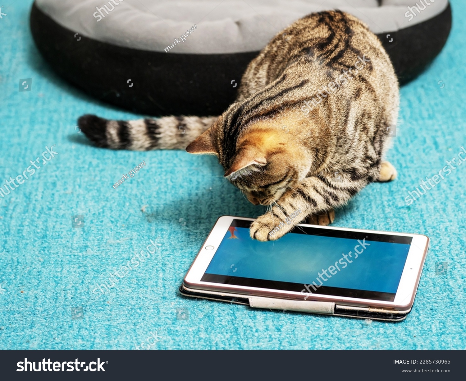 Cute tubby cat looking at a blue tablet screen sitting on a blue color carpet at home. Pet care and entertainment. Internet use for animals. Online gambling and games addiction concept. #2285730965