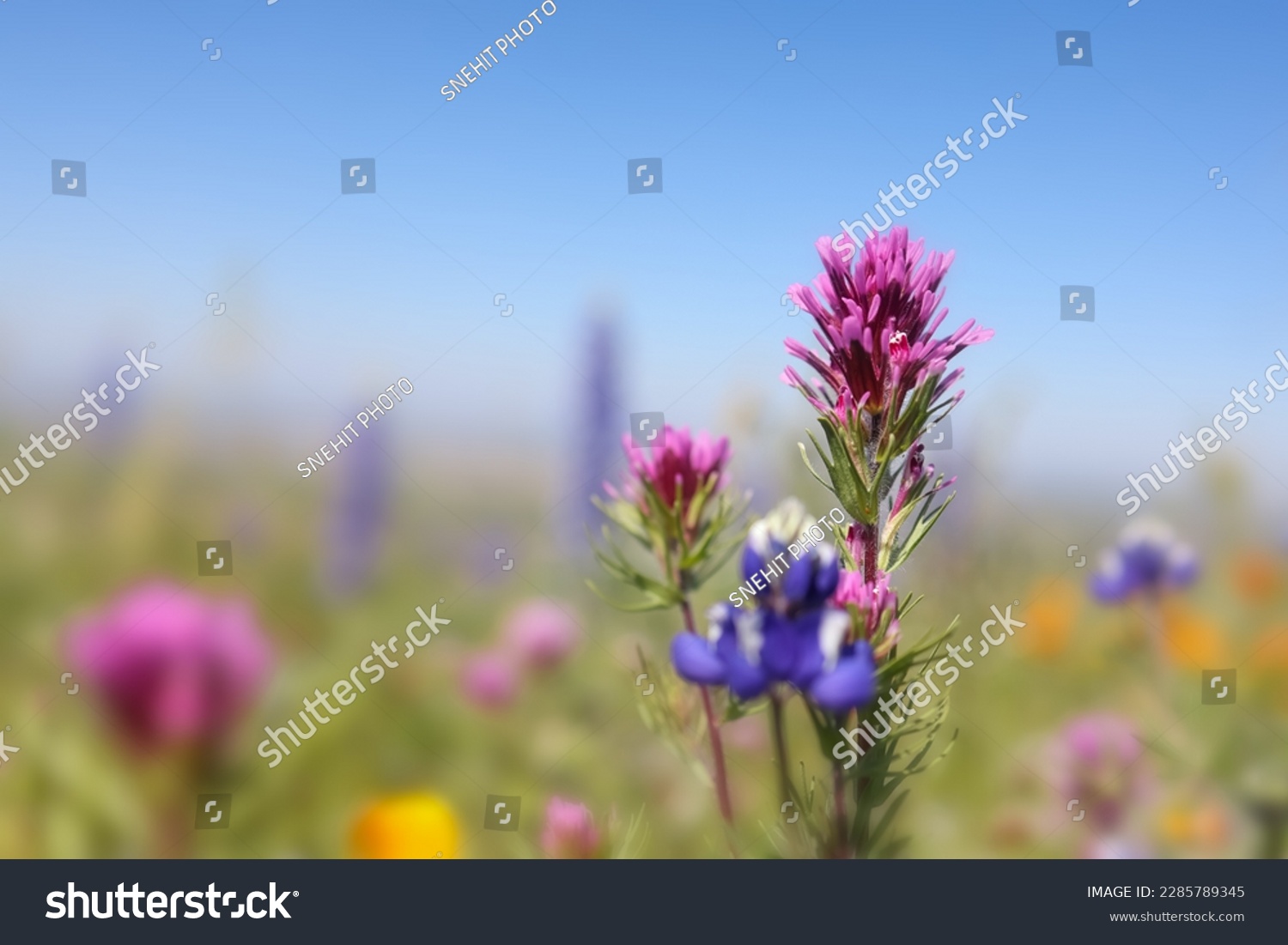 Close up view of Owl's Clover flower in wildflower meadow, Arvin, California. #2285789345