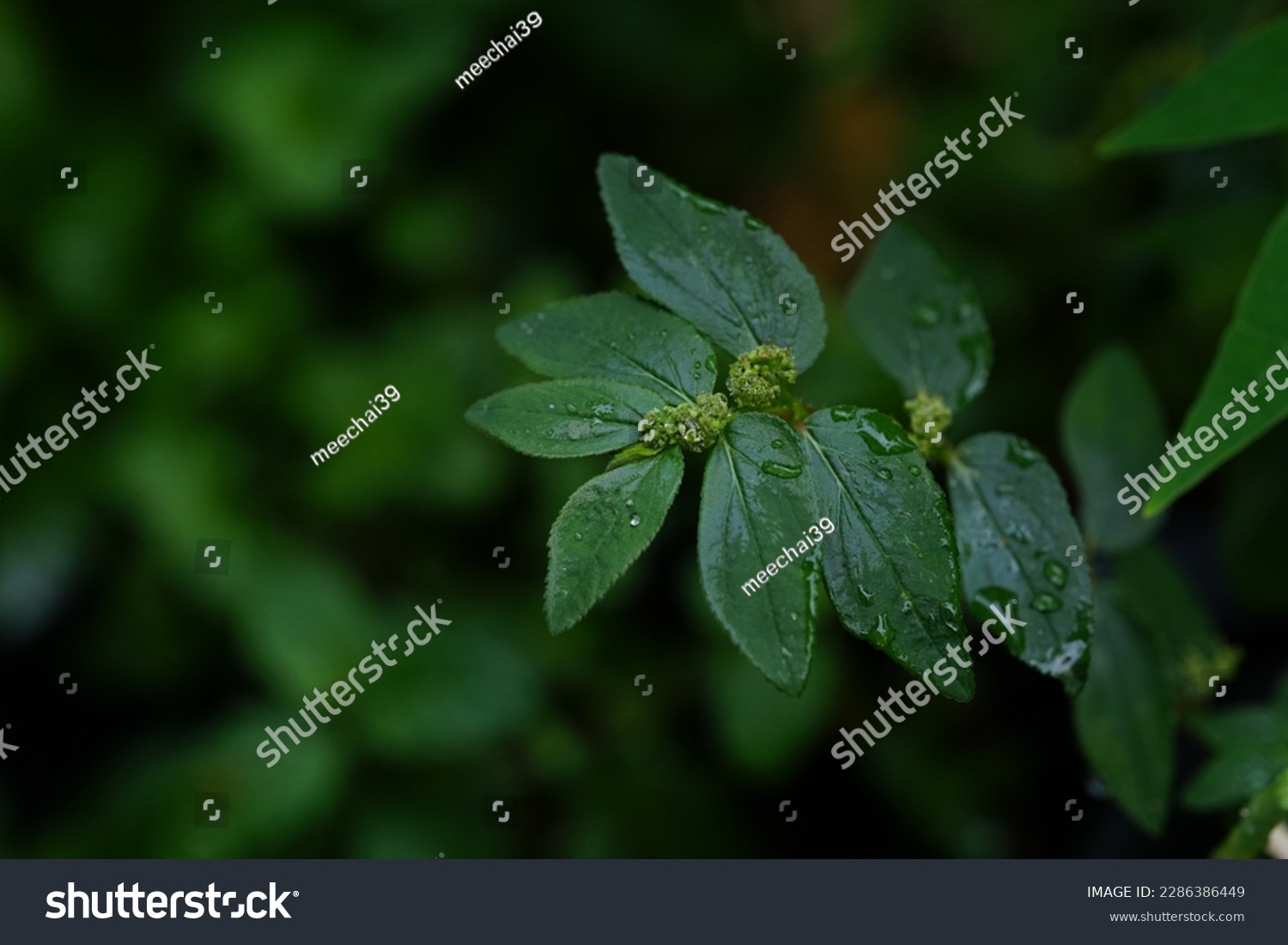 Asthma Herb or Euphorbia hirta is a medicinal plant. #2286386449