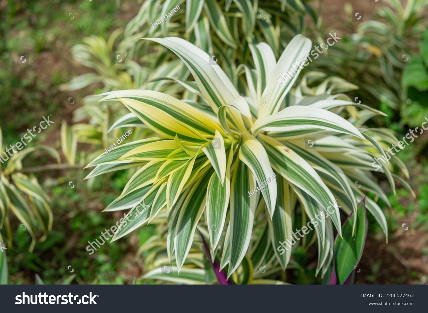 dracaena plant with leaves. dracaena plant in nature. dracaena plant outdoor. #2286527463