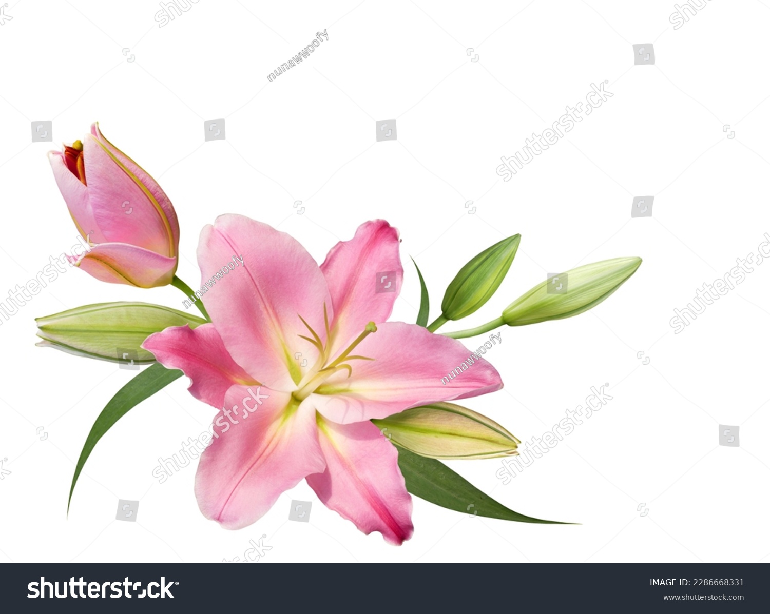 Pink lily flower bouquet isolated on white background for card and decoration #2286668331