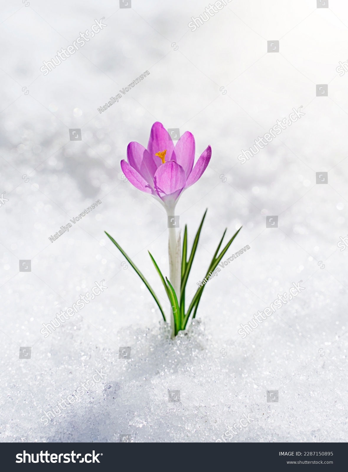 A lonely crocus flower growing from under the snow. Spring awakening. #2287150895