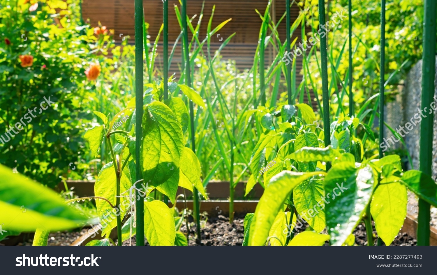 Fresh greens in the vegetable garden. Beautiful modern garden design with wooden raised beds. Staked seedlings of pepper after the rain close-up. Sunny morning in a domestic organic garden. #2287277493