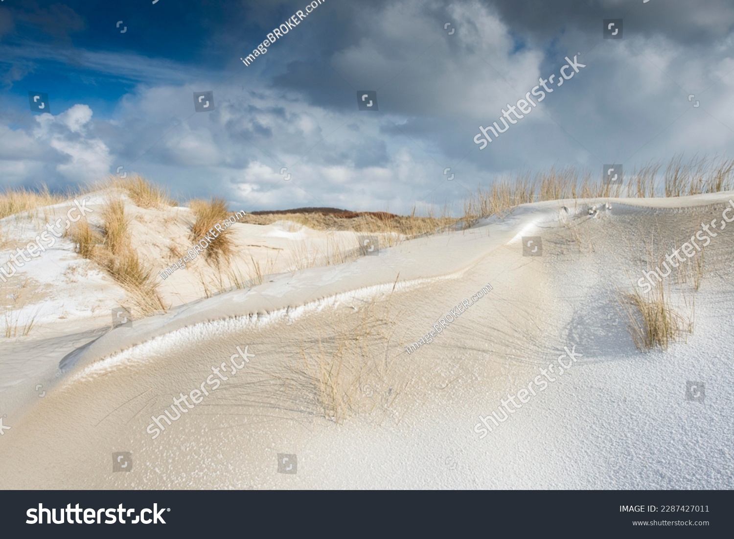Dunes with beach grass and snow, North Sea, Langeoog, East Frisia, Lower Saxony, Germany #2287427011