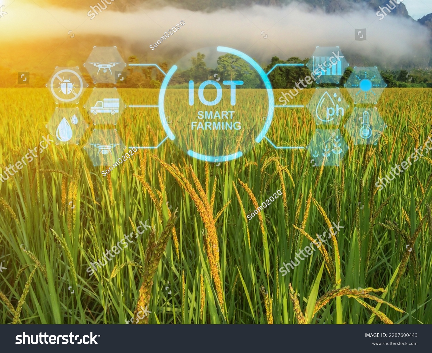 Smart farming with IoT, Growing rice farming with Infographics Smart agriculture and precision agriculture industry with modern technology for develop his farm to improved productivity in the future. #2287600443