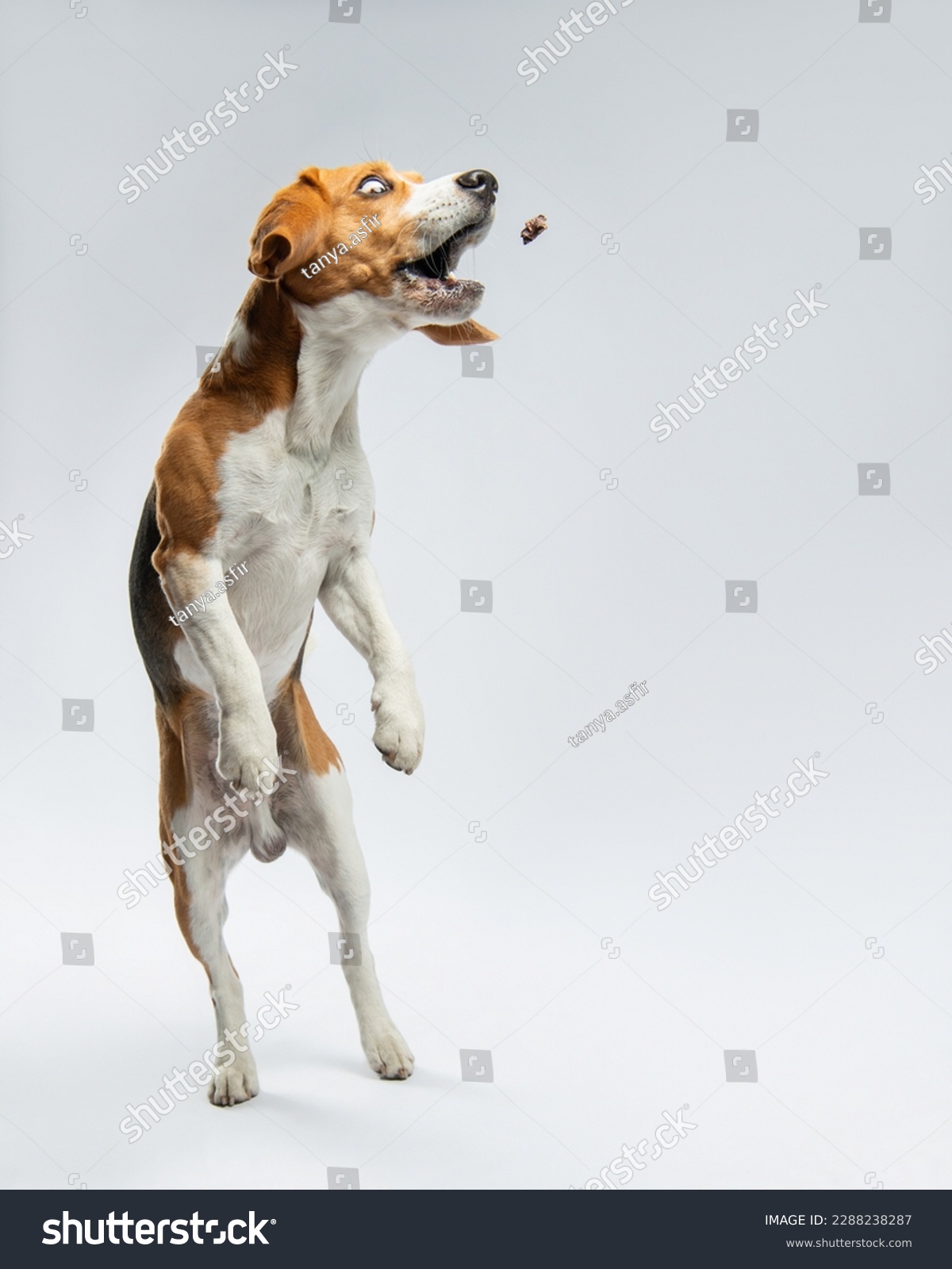 The beagle jumped up to catch a piece of food. A funny dog with bulging eyes is catching food. Portrait of a pet in motion in the studio on a light gray background. Dog food with fun #2288238287