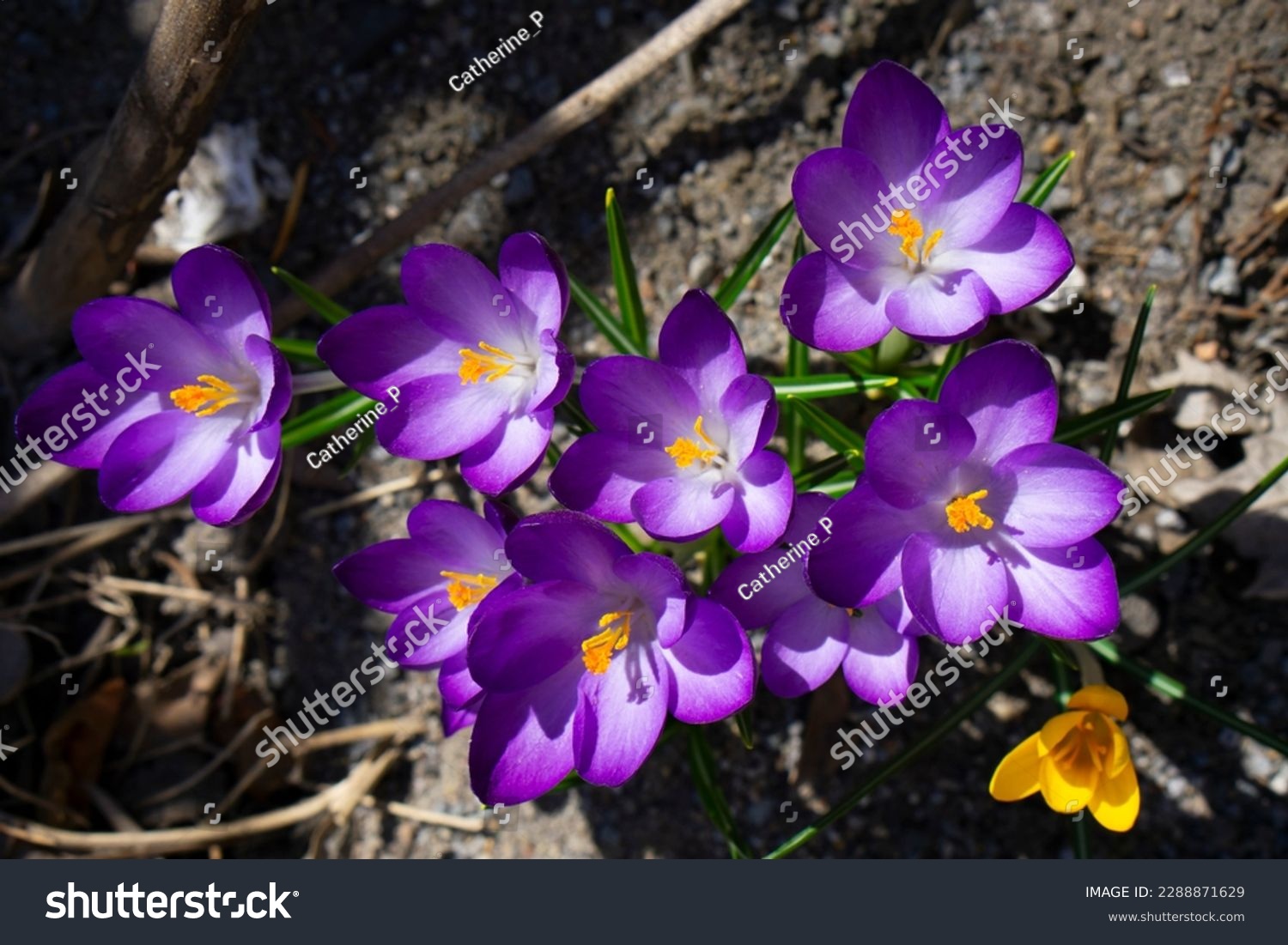 Spring crocus flowers in garden. First crocuses on sunny morning. Yellow and purple crocus or safron flowers.  #2288871629