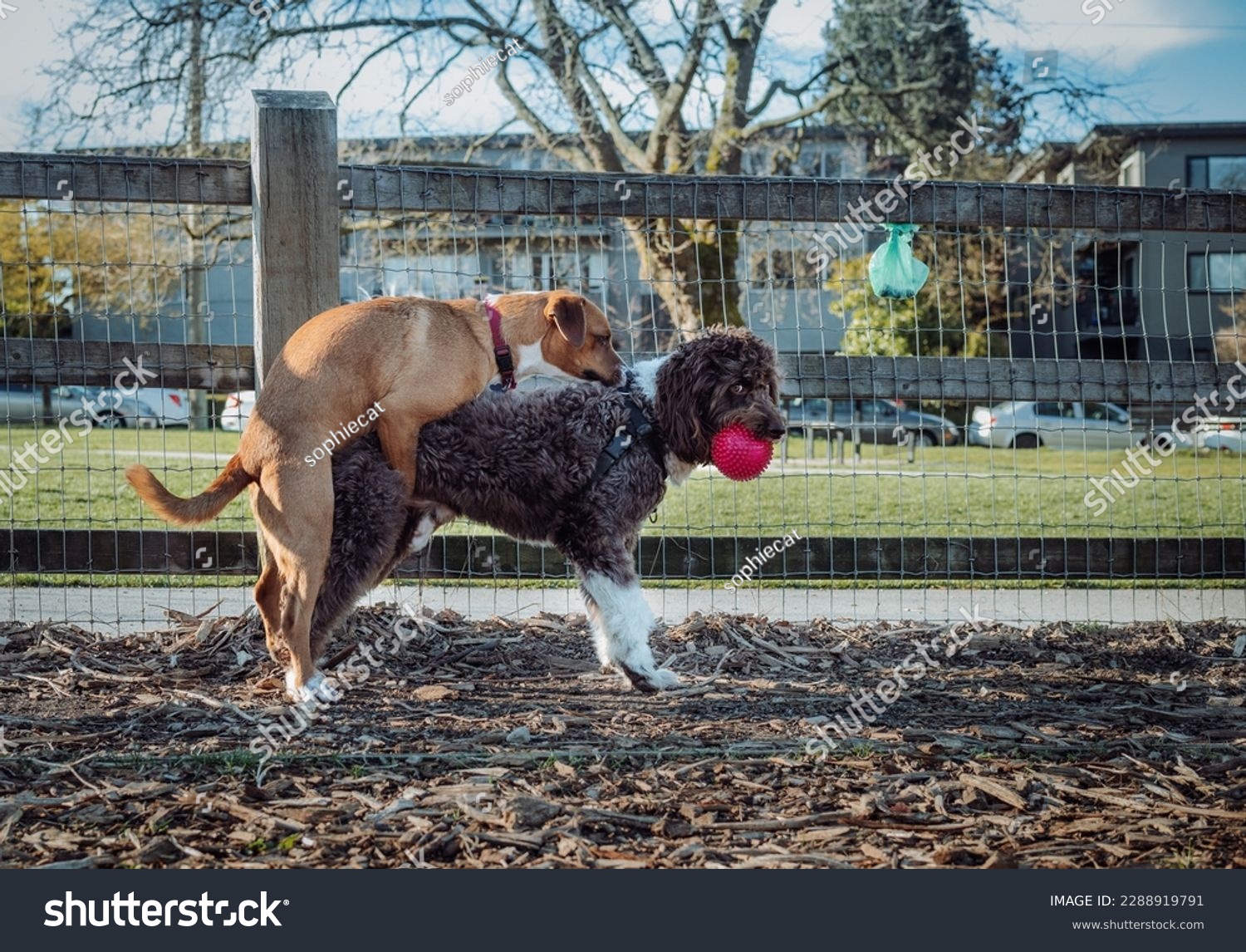 Female dog humps male dog at the dog park. Side view of female puppy mounting, bumping or grinding on unfixed male dog. Playtime or dominance. 1 year old harrier mix and 2 year old Aussiedoodle. #2288919791