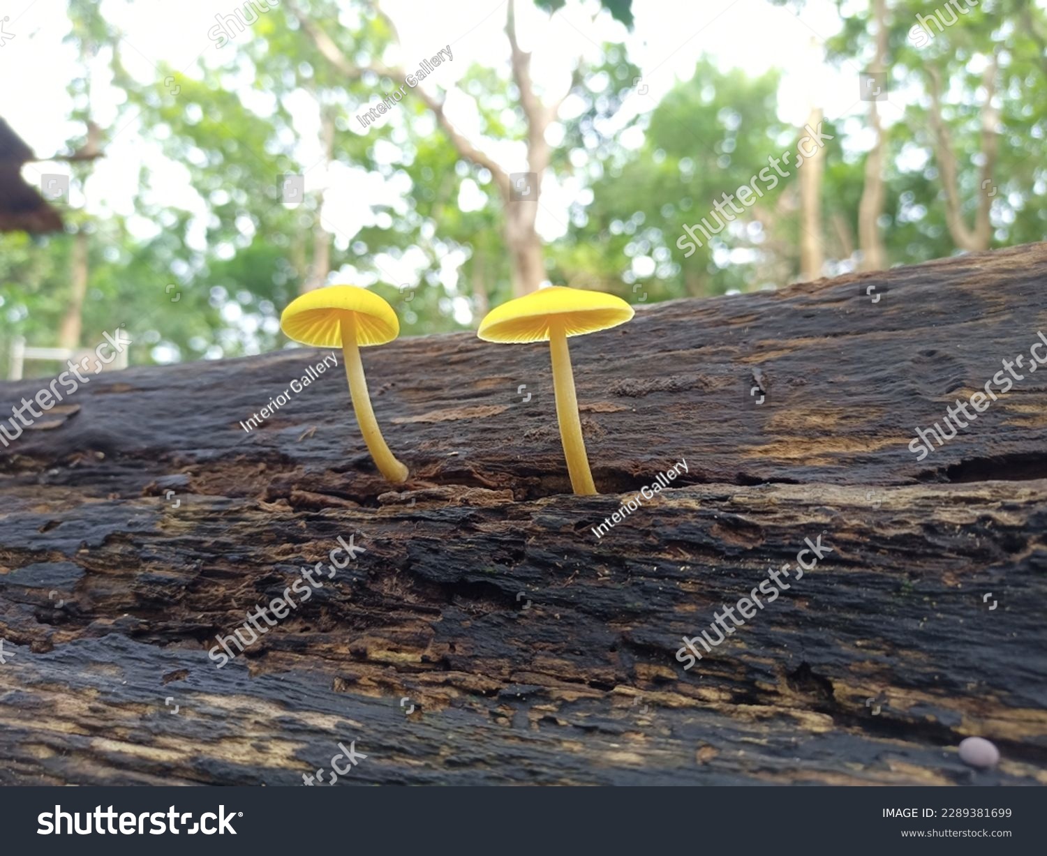 Family of yellow sulfur tuft mushrooms #2289381699