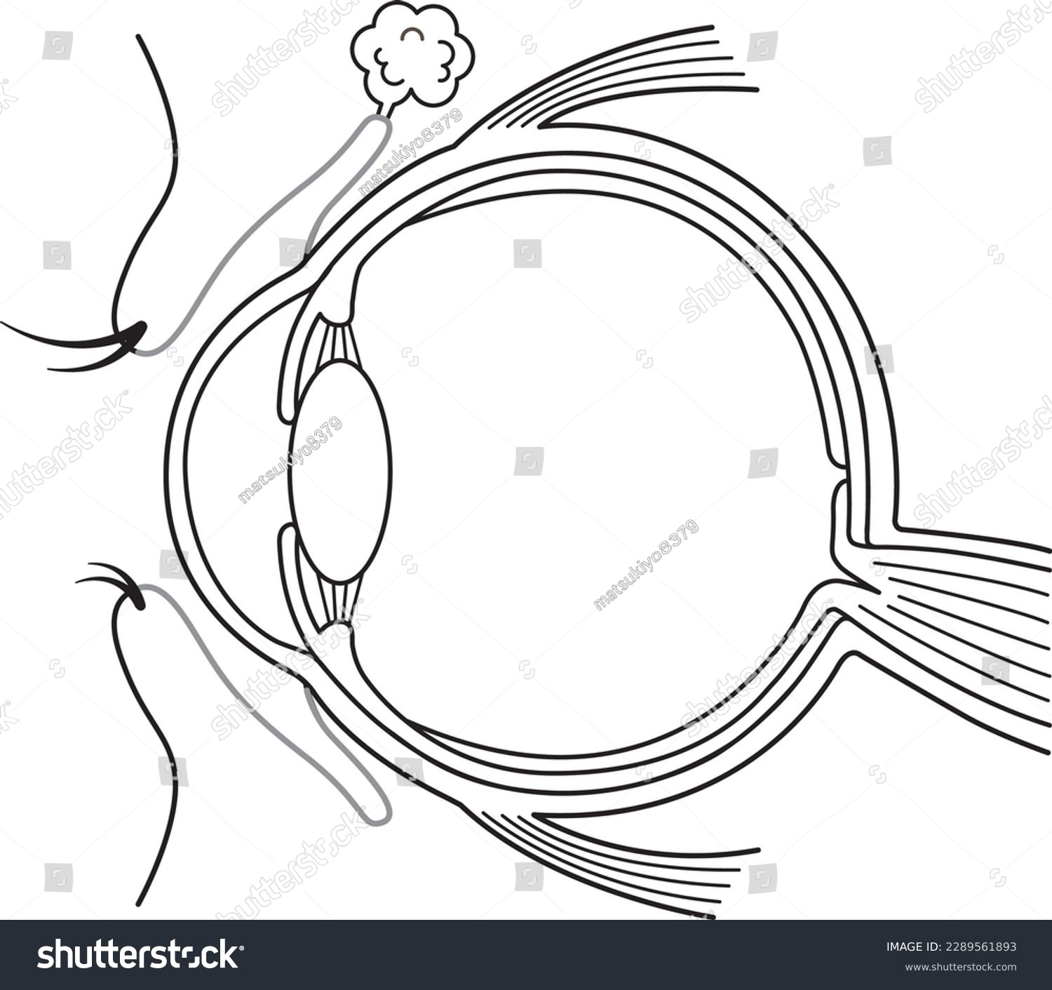 Structural Diagram Of The Eye No Text Line Royalty Free Stock Vector