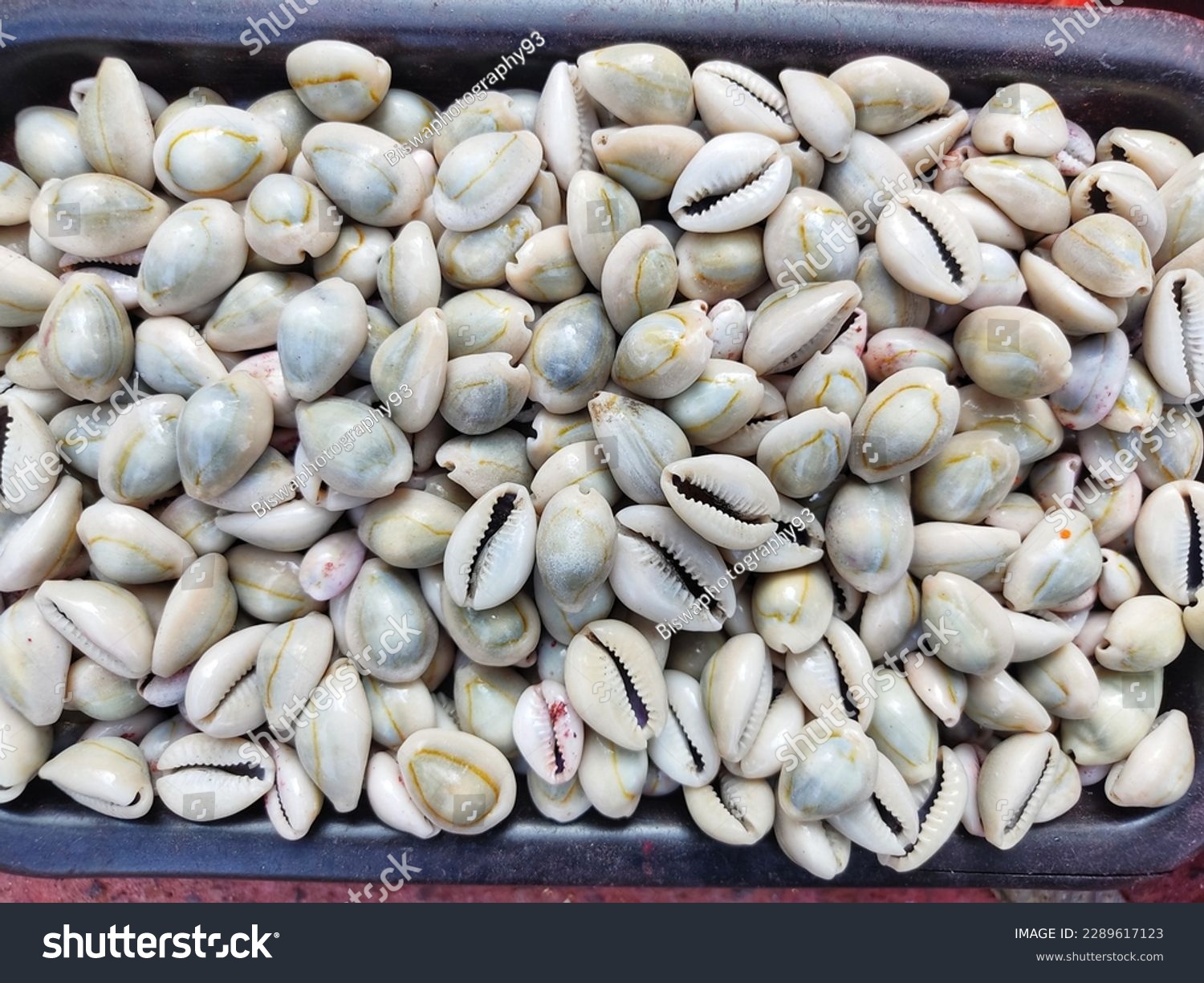 pile of cowrie in a basket for sale HD #2289617123
