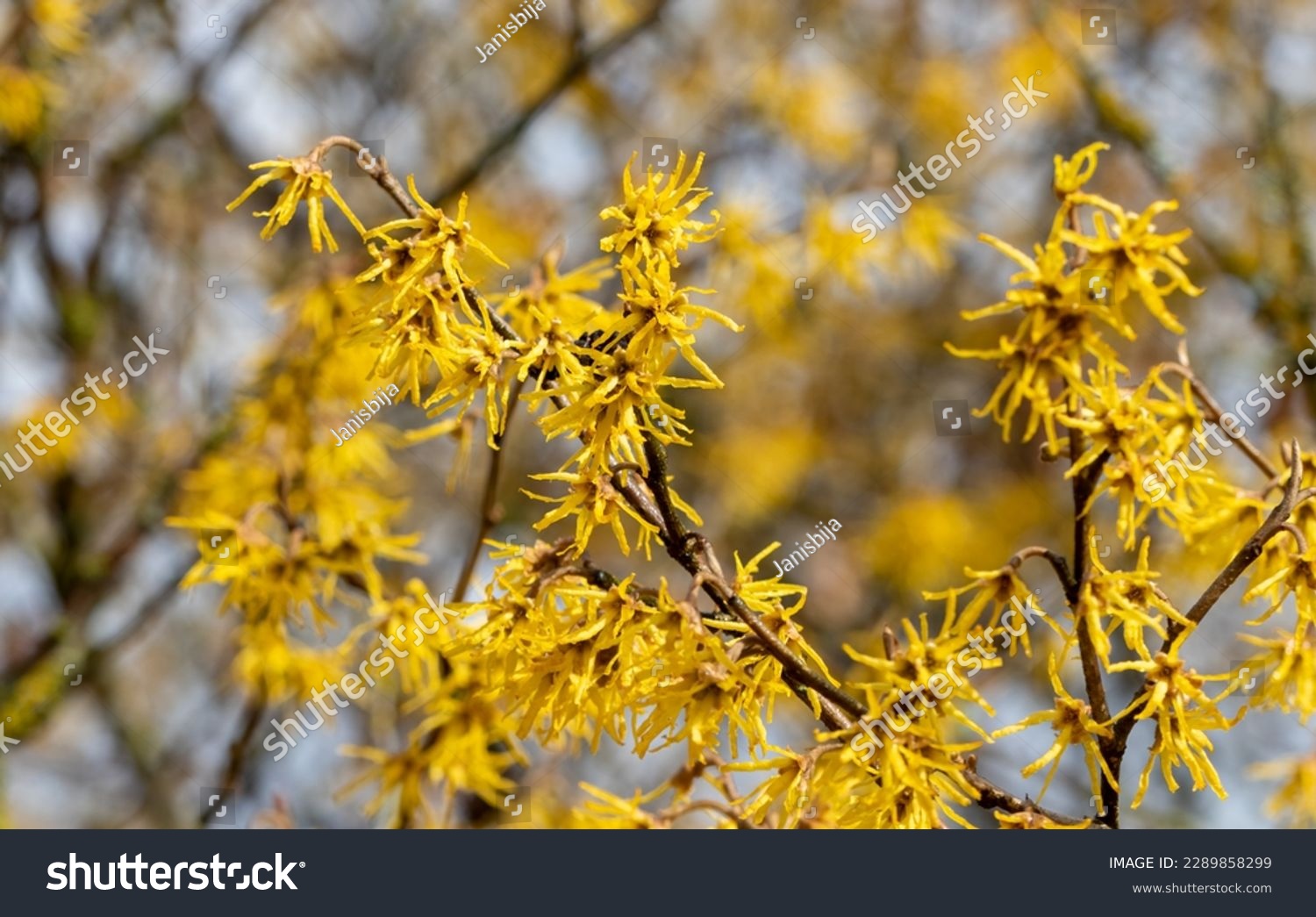 The witch hazel (Hamamelis virginiana) bush blooms with yellow flowers very early in the spring. Other names - Beadwood, American witch hazel, common witch hazel. #2289858299