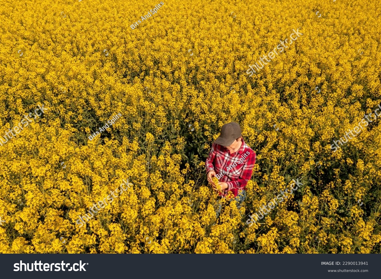 High angle view of female farmer examining rapeseed crops in bloom. Agronomist wearing red plaid shirt and trucker's hat is working on canola plantation on sunny spring day. #2290013941