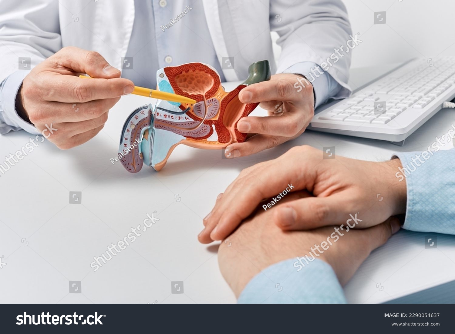 Prostate disease and treatment. Male reproductive system anatomical model in doctors hands close-up during consultation of male patient with suspected bacterial prostatitis #2290054637