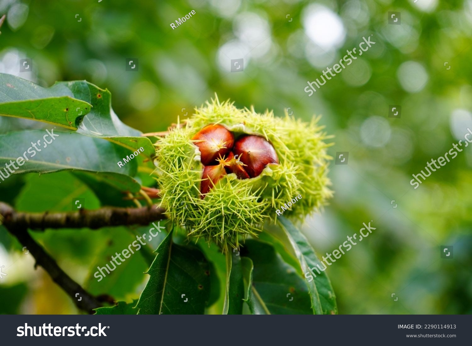 Close up of sweet chestnuts growing in a tree #2290114913