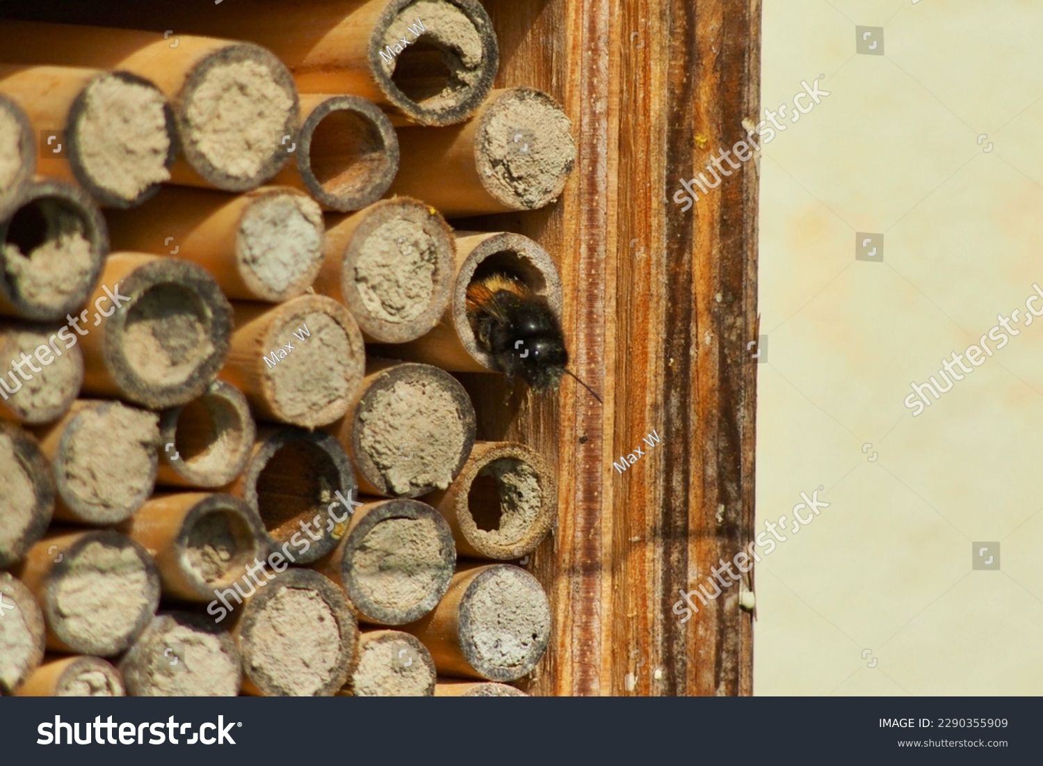 Solitary bee, nest, urban pollinator #2290355909