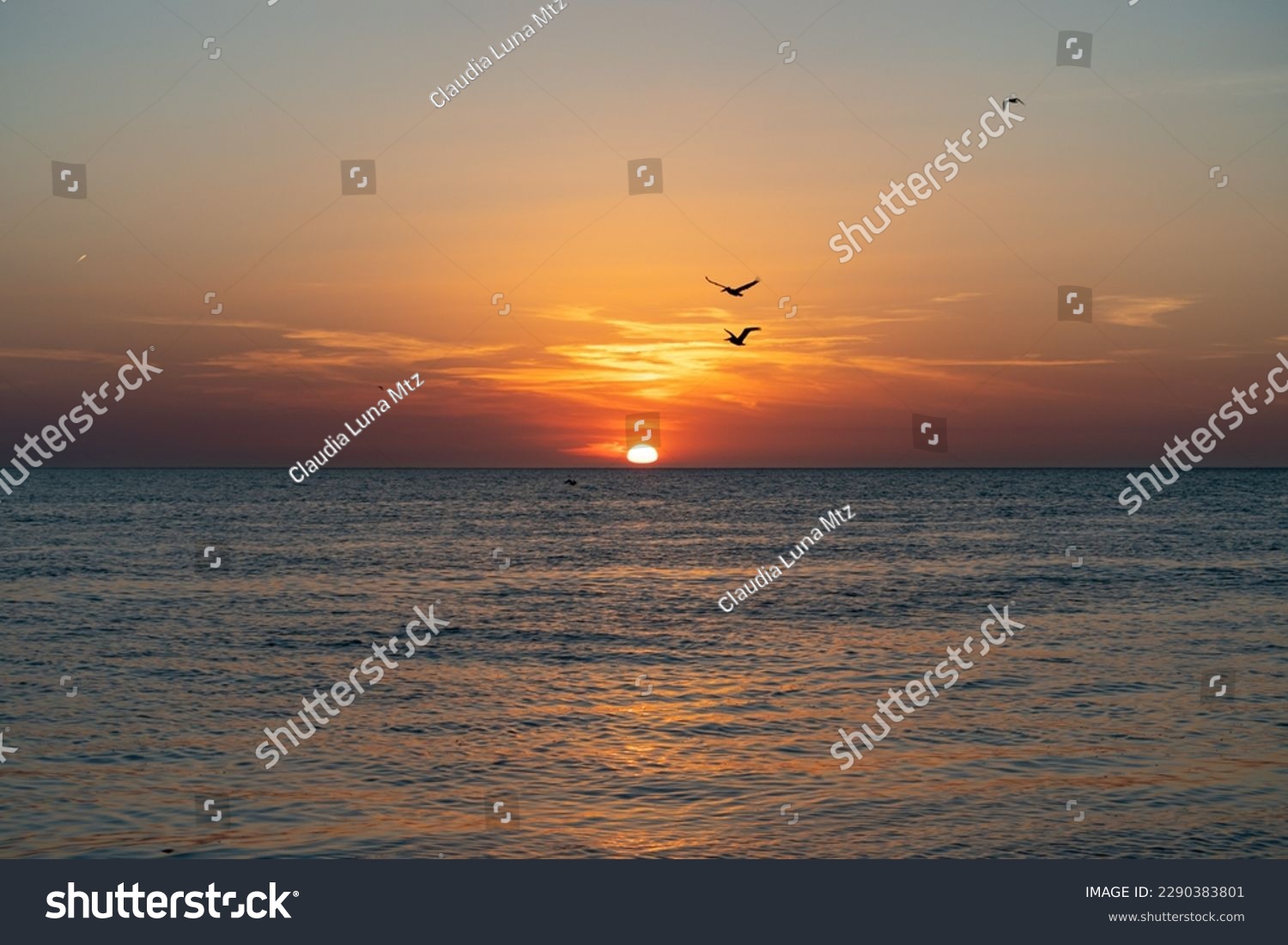 silhouettes of birds flying over the sea during sunset #2290383801