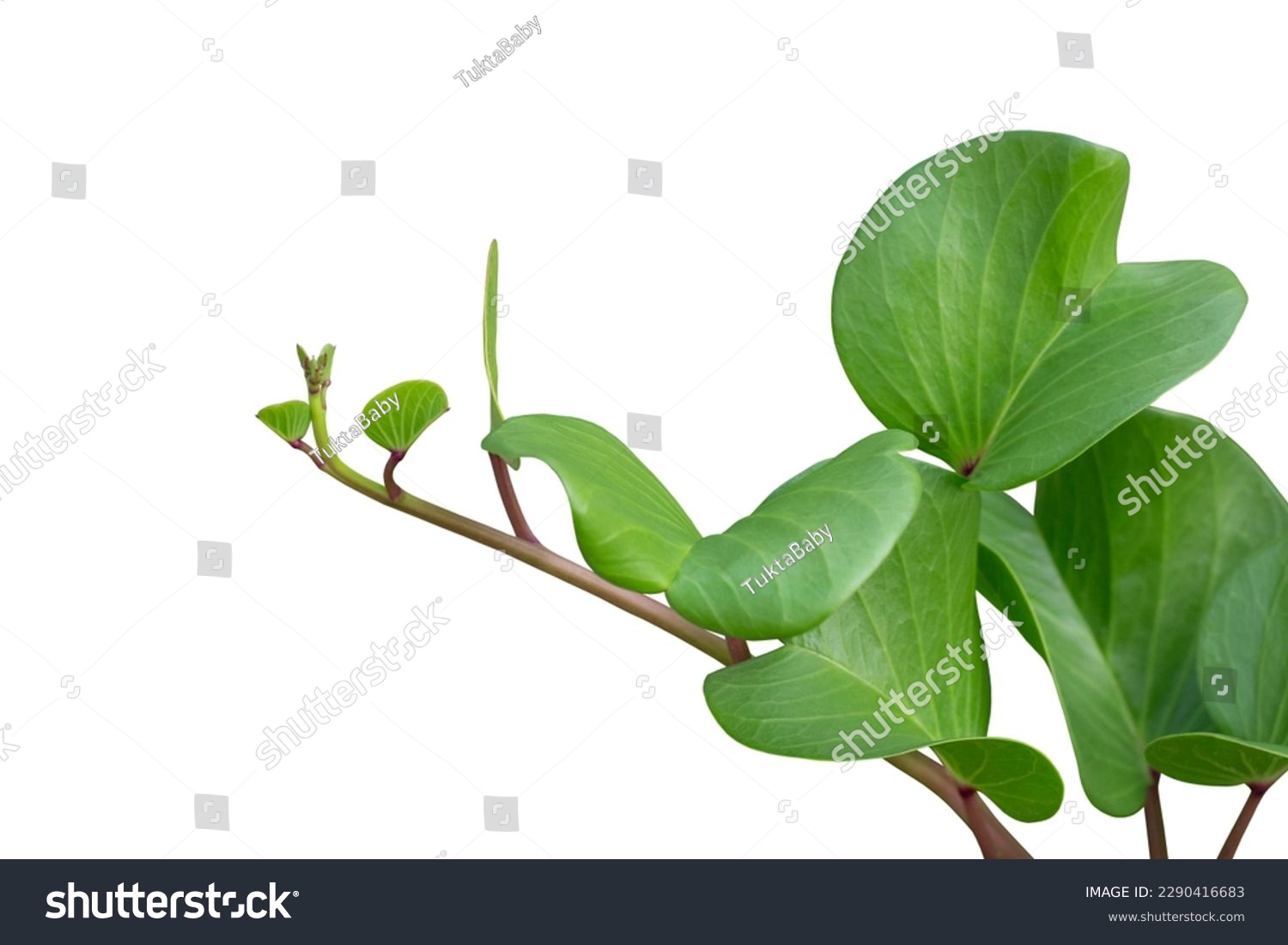 Goat’s foot creeper, Beach morning glory or Ipomoea pes-caprae is a Thai herb isolated on white background included clipping path. #2290416683