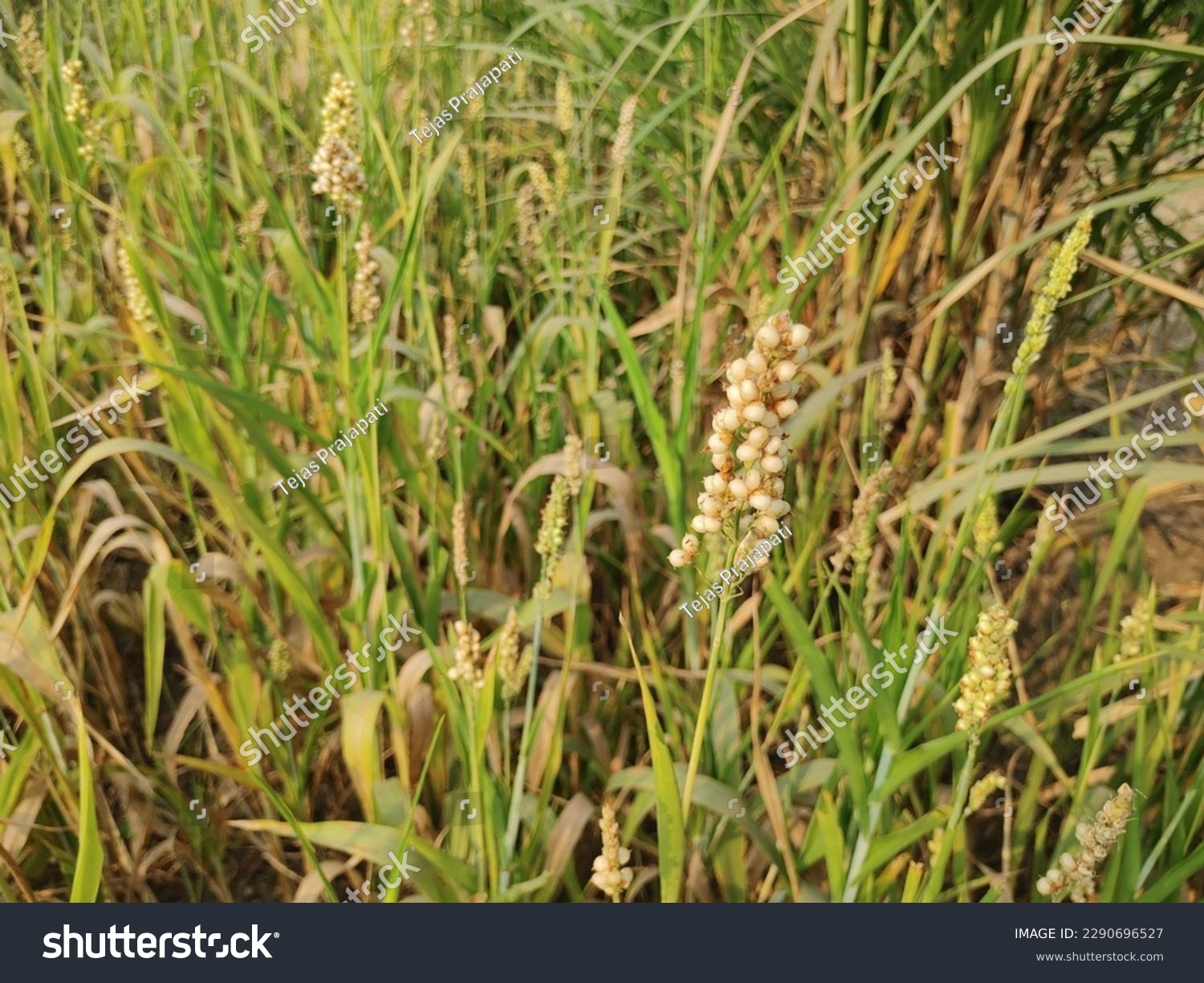 Sorghum- Also known as jowar, cholam or jonna, - Royalty Free Stock ...