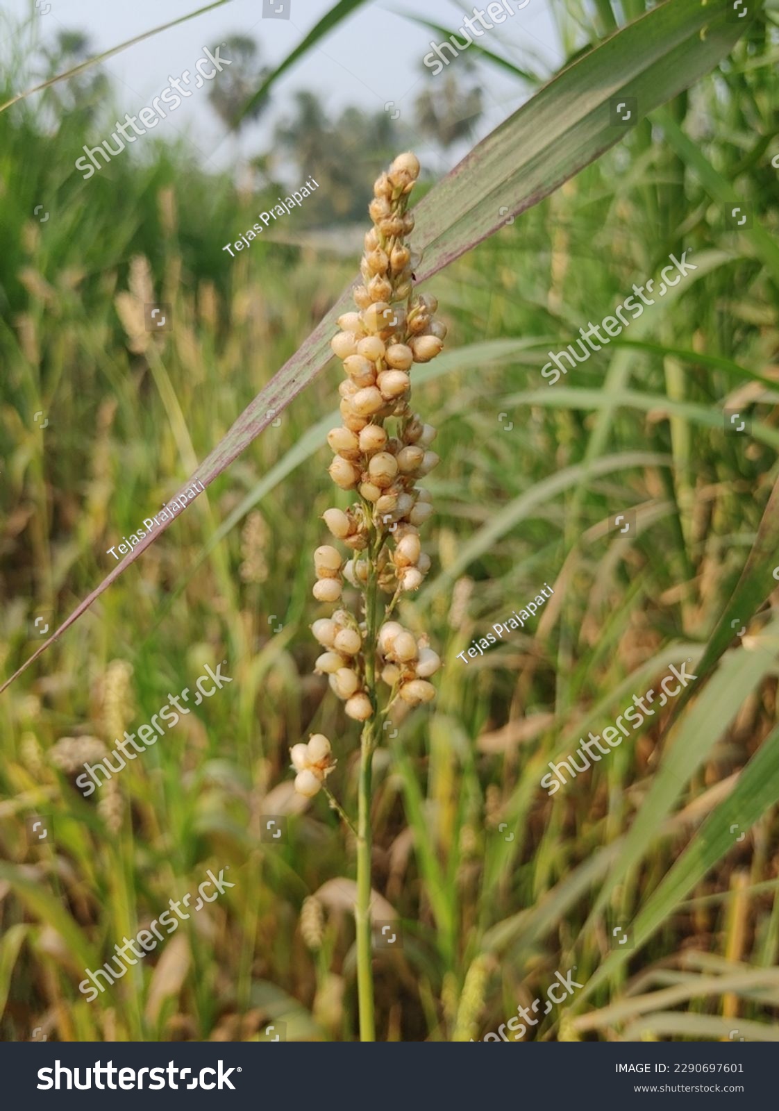 Sorghum- Also known as jowar, cholam or jonna, - Royalty Free Stock ...