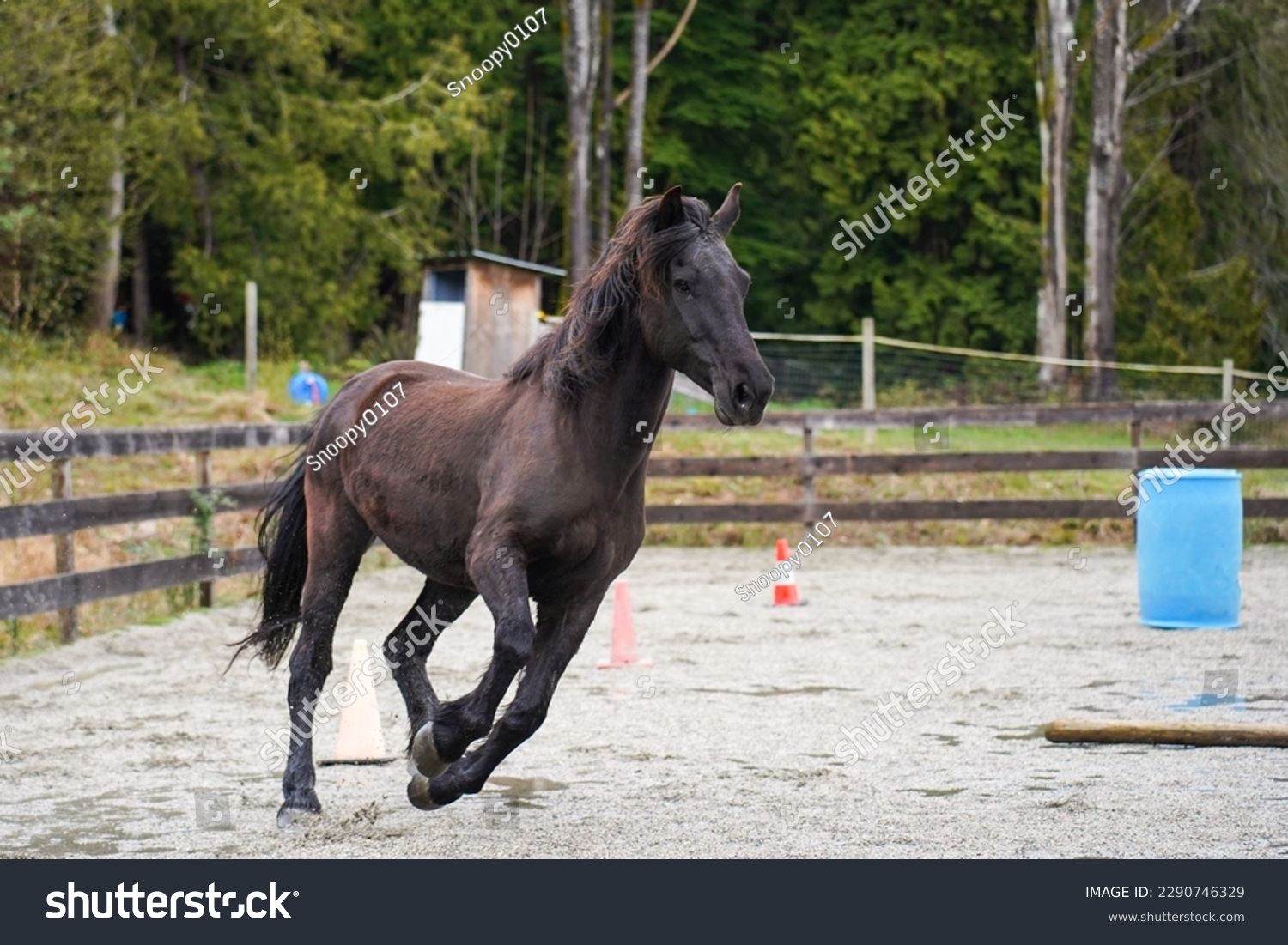a canadian horse (equus ferus caballus) cantering in an arena #2290746329