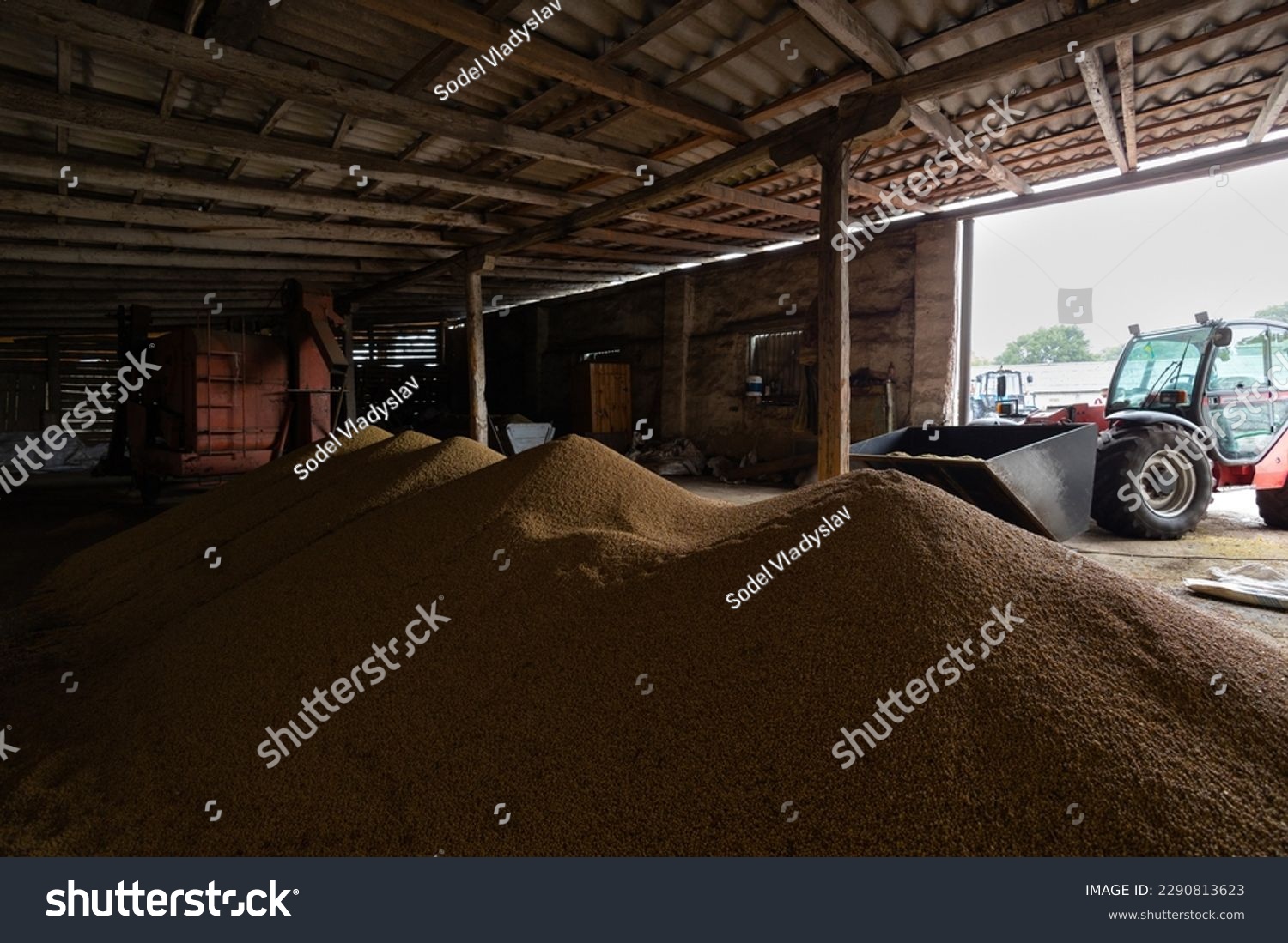 Piles of soybean grains drying at mill storage or grain elevator. The main commodity group in the food markets. Somewhere in Lviv region in west of Ukraine. #2290813623