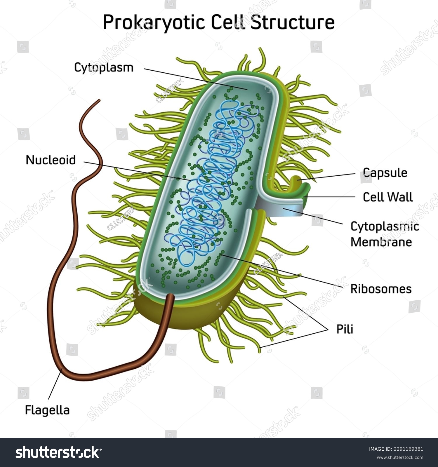 Prokaryotic Cell Structure Chart Vector Medical Royalty Free Stock Vector 2291169381 2322