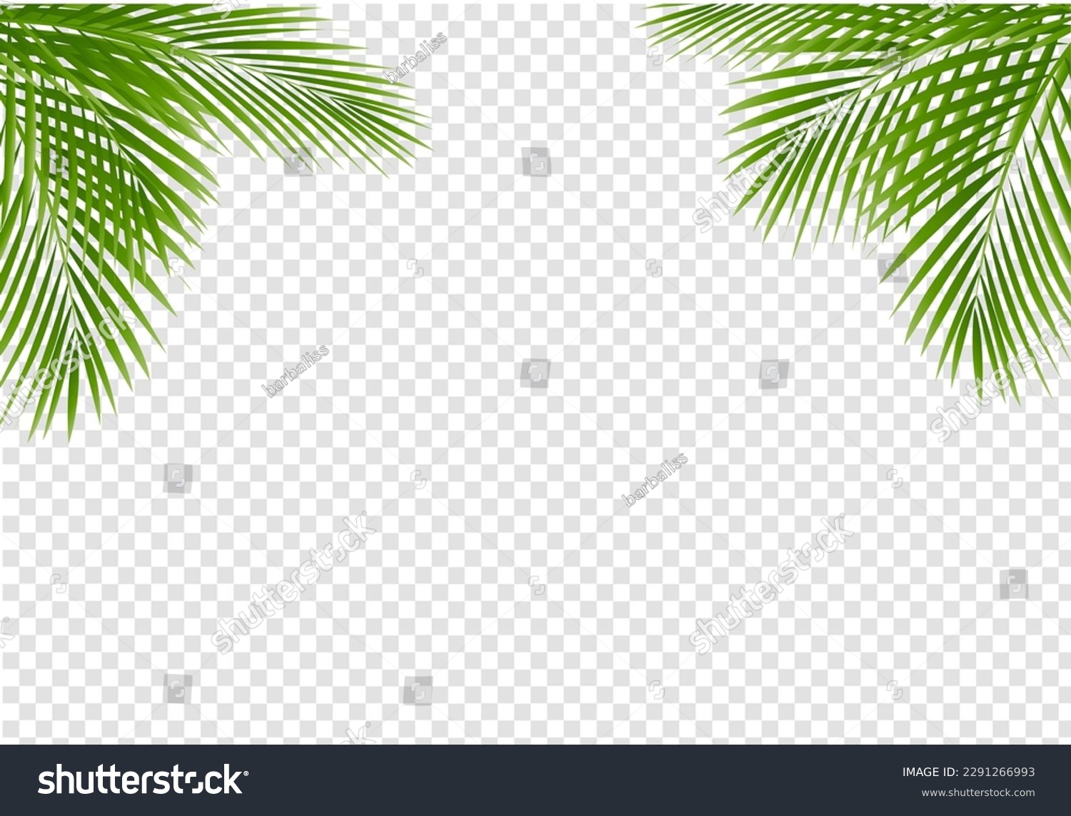 Green Palm Tree Frame Isolated Transparent Background  , Vector Illustration
 #2291266993