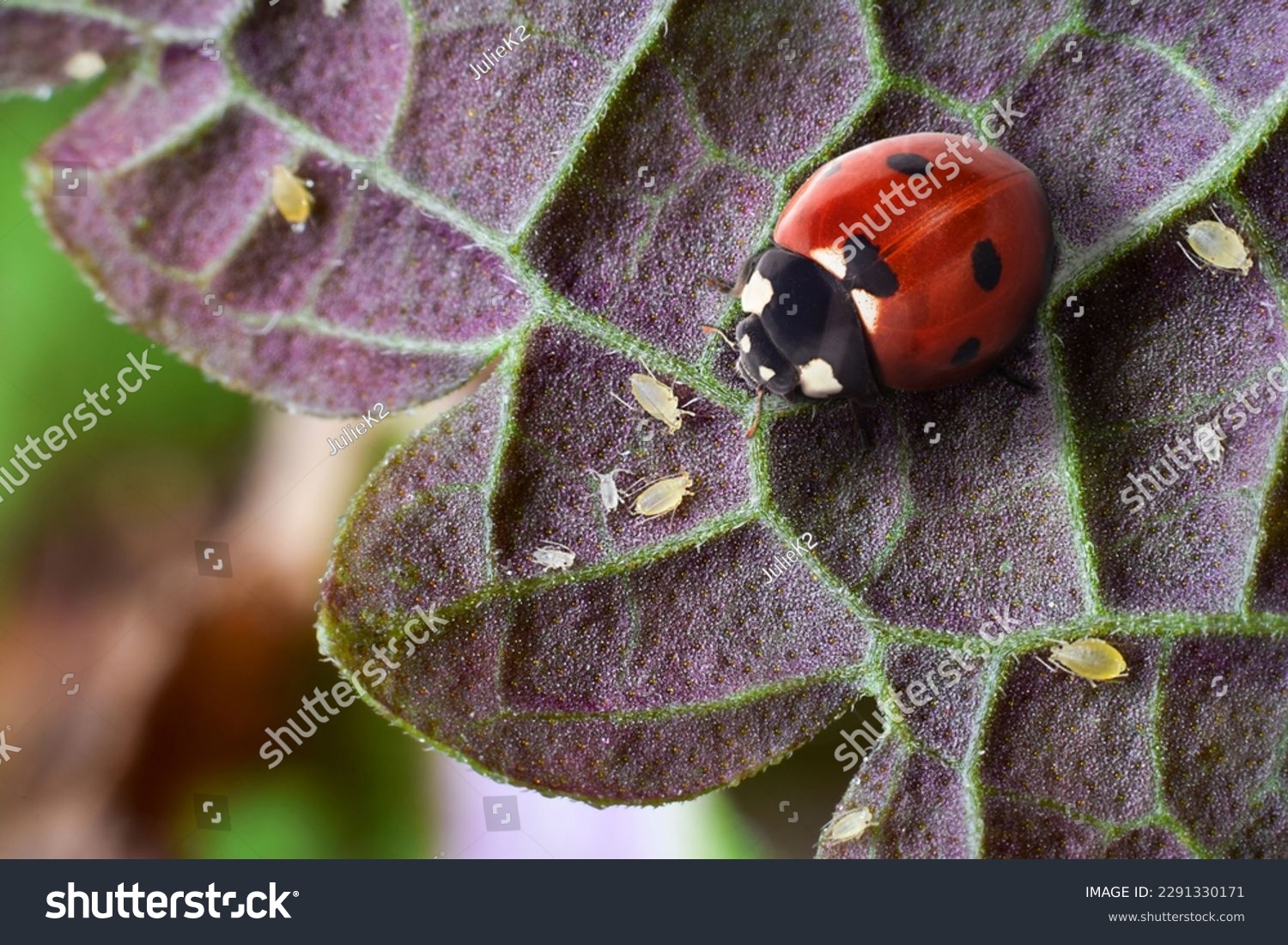 Macro shot of red ladybug and aphids on garden plant leaf #2291330171