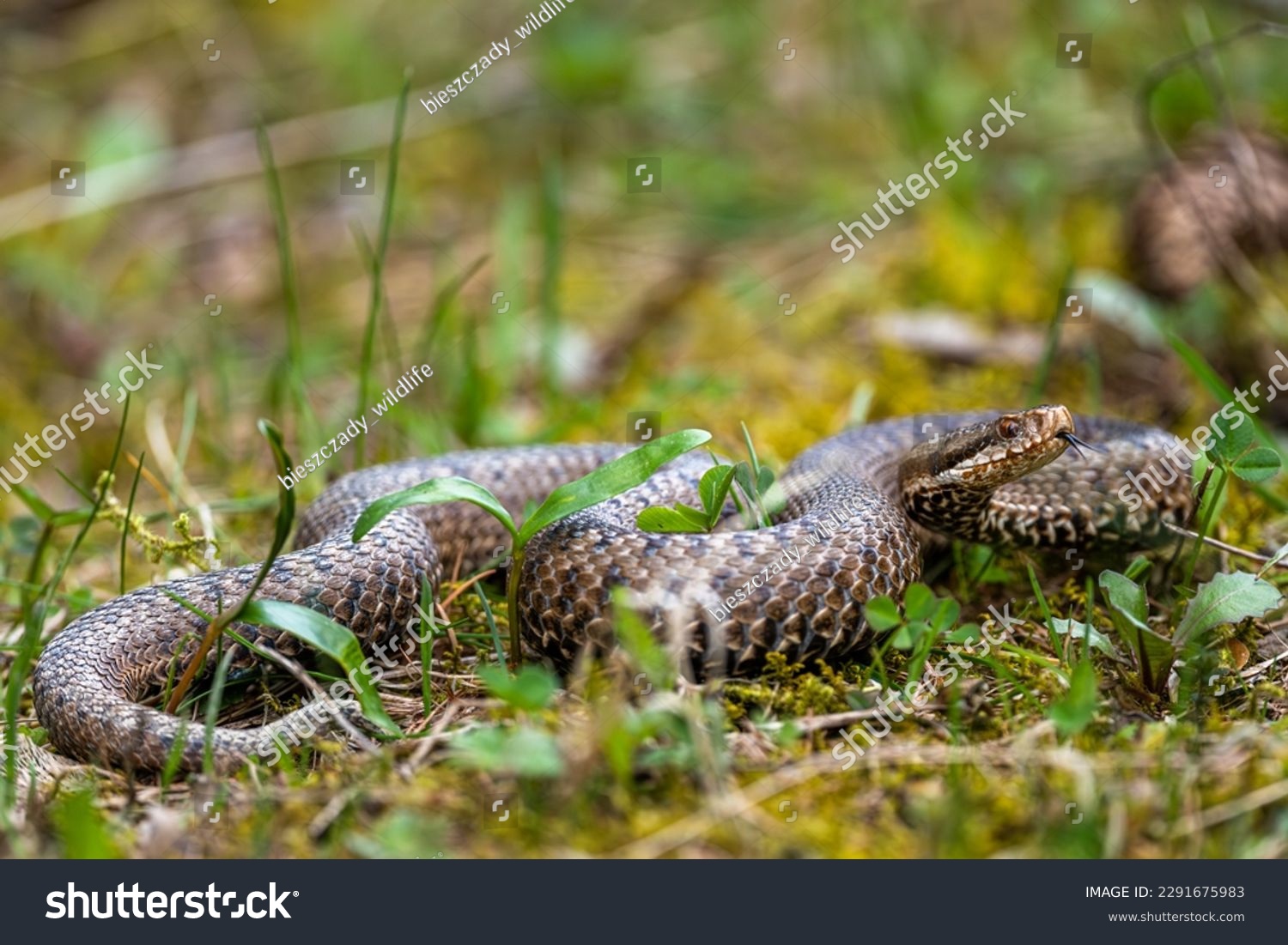 Common European Viper, Vipera berus, Bieszczady Mountains, Carpathians, Poland. #2291675983