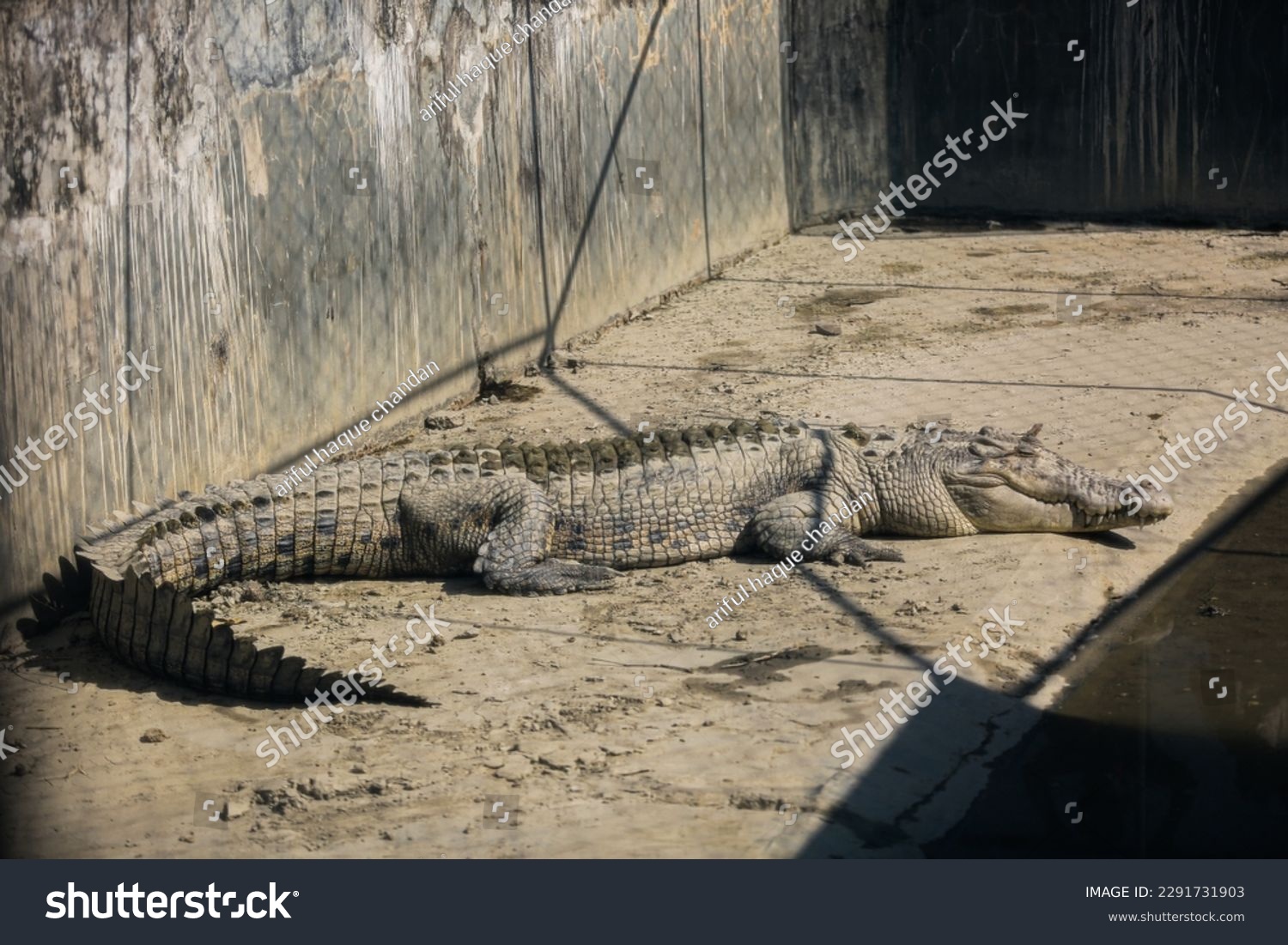 Crocodiles also aestivate during long periods of drought. To create a place to hibernate, they dig out a burrow in the side of a riverbank or lake and settle in for a long sleep. #2291731903