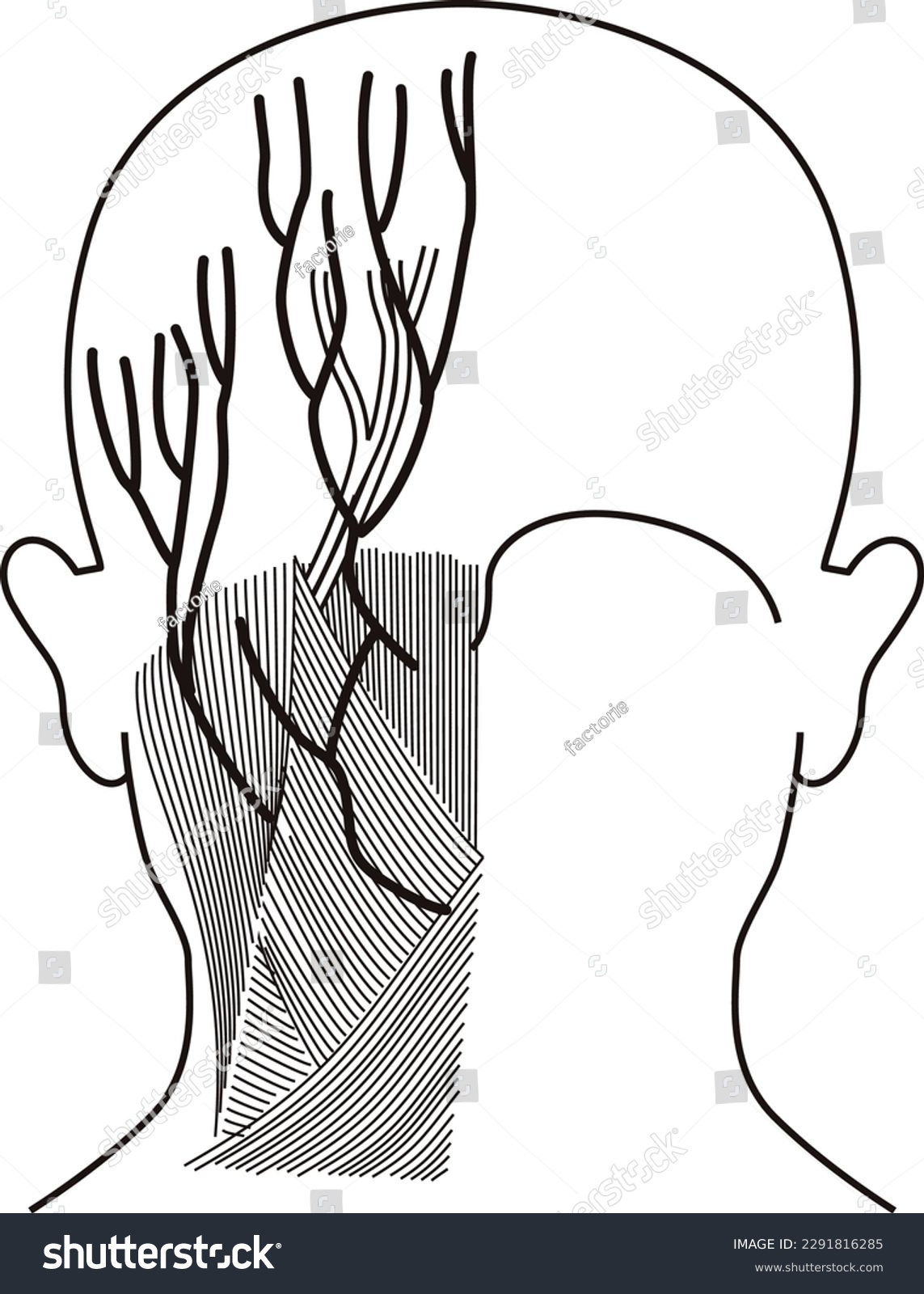 Structure Diagram Of The Back Of The Human Body - Royalty Free Stock 