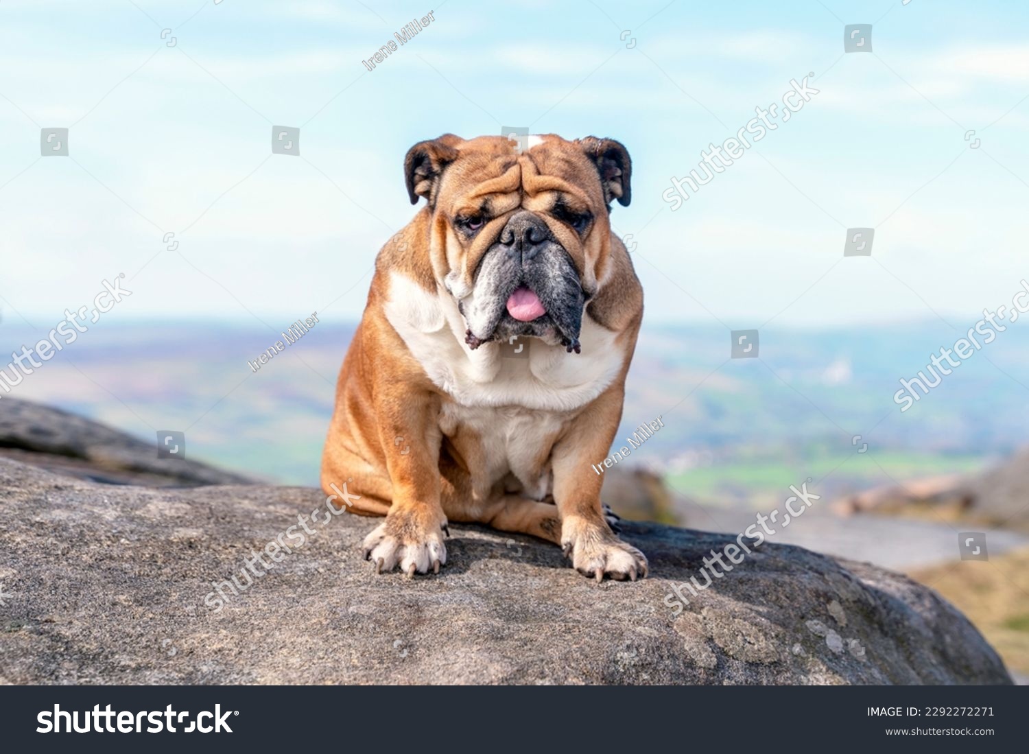 English bulldog on top of mountain sitting on top of mountain and looking at Peak District on a sunny warm day. #2292272271