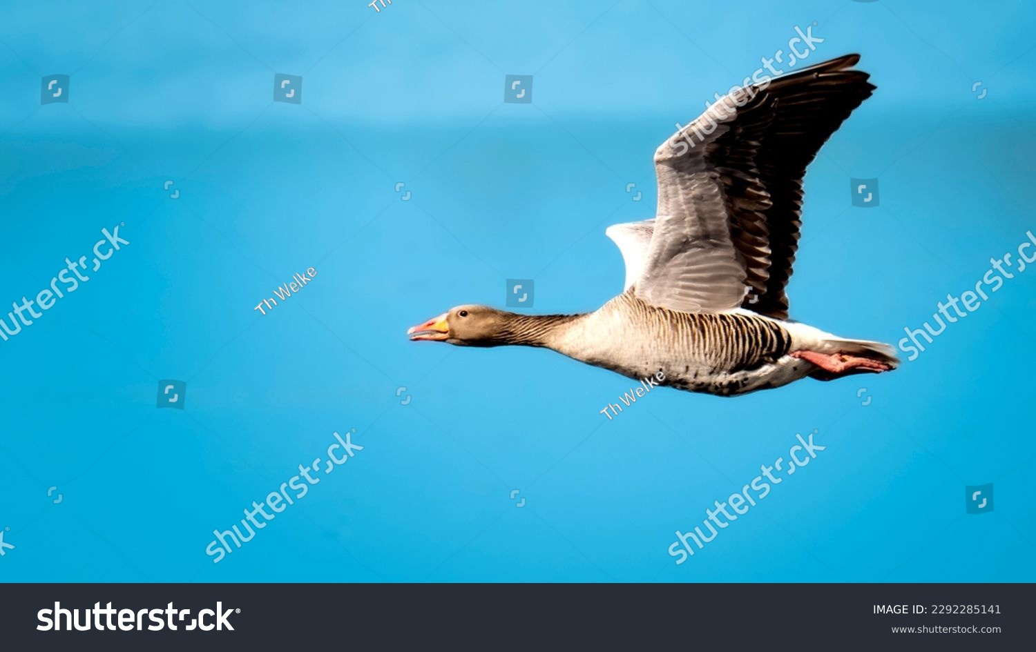 Wild goose in flight over water #2292285141