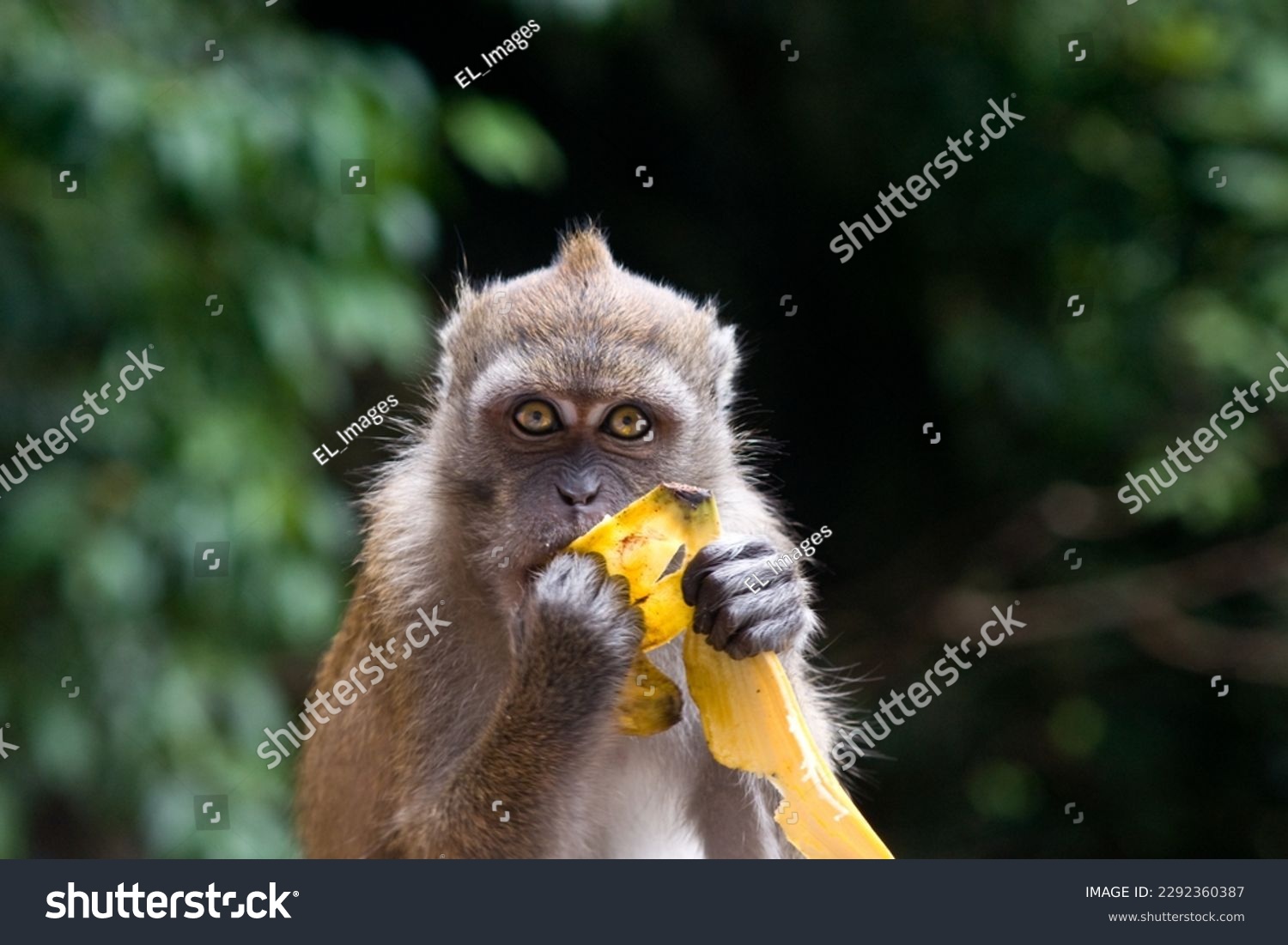 Monkey sits and eats banana #2292360387