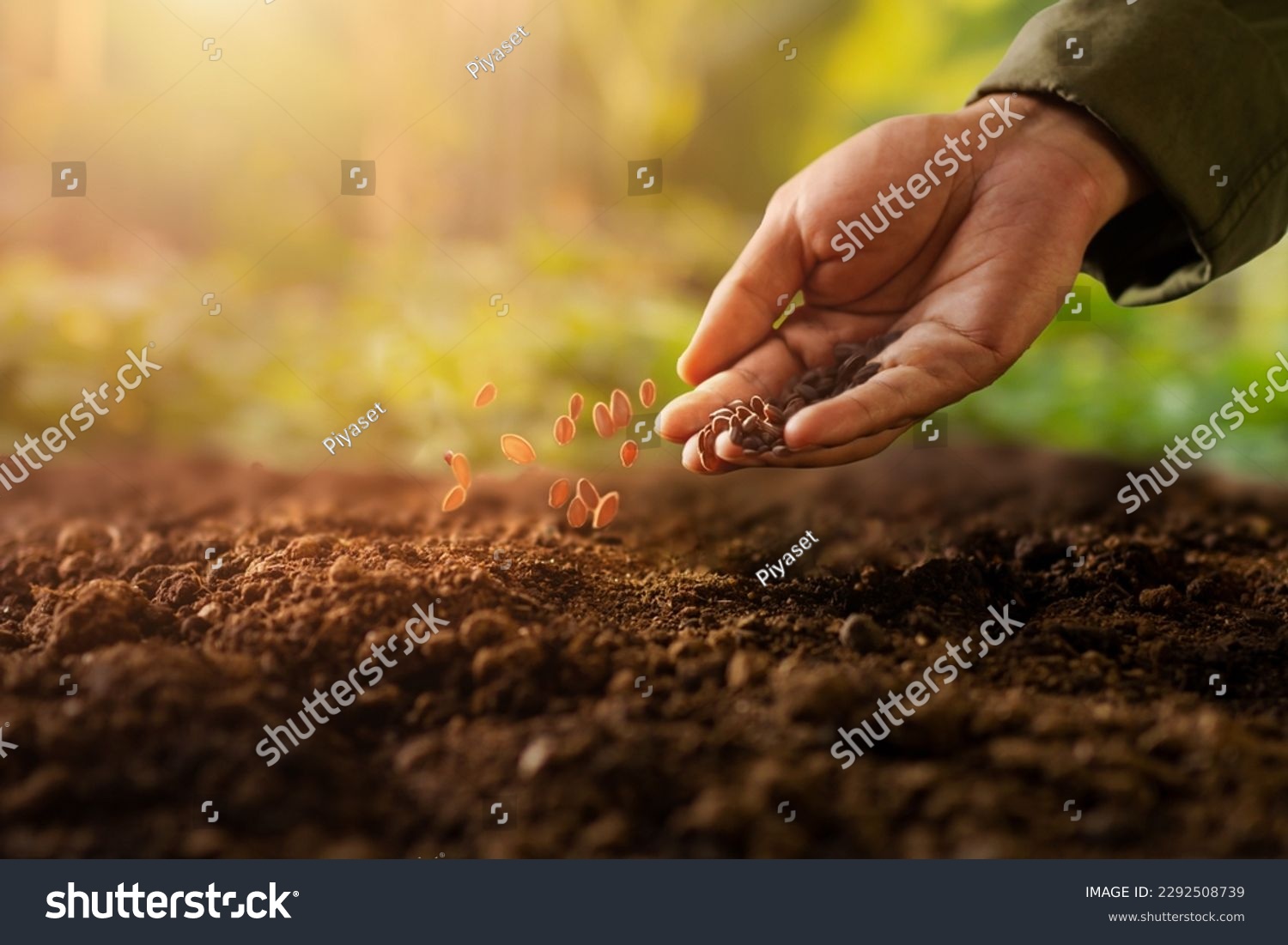 Expert farmer sowing seed on a vegetable bed with green nature and beautiful sunlight background. #2292508739