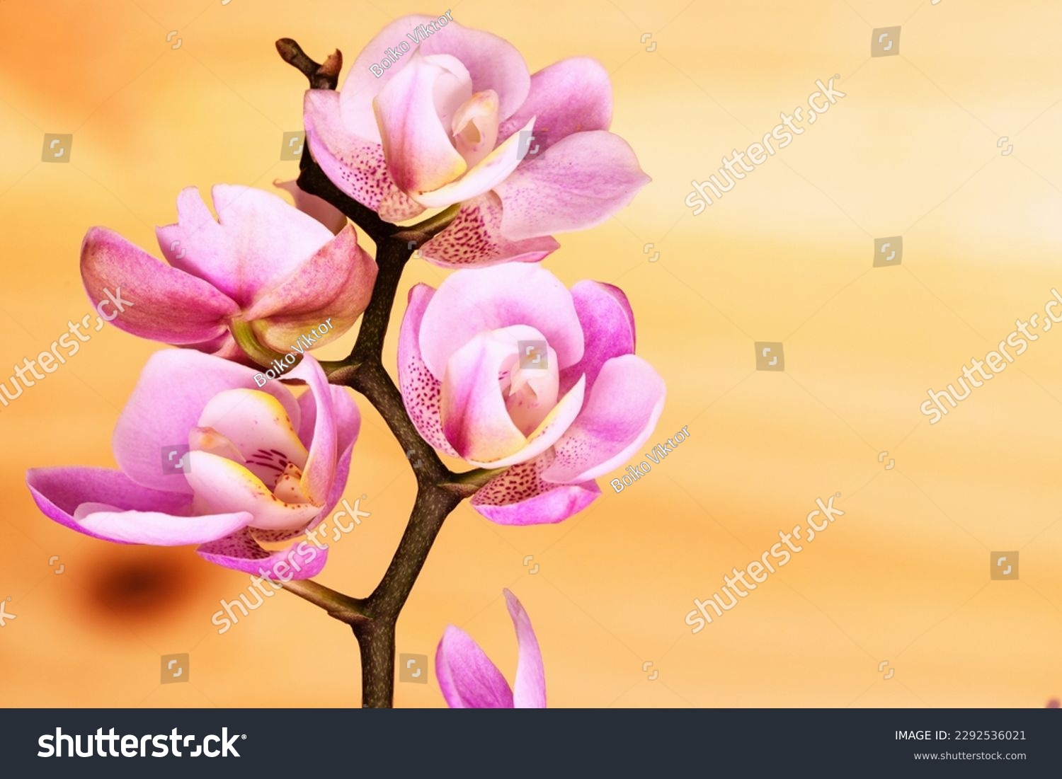 Pink small orchid flowers in soft lighting and wooden blurred background . Flowers and place for text and copy space #2292536021