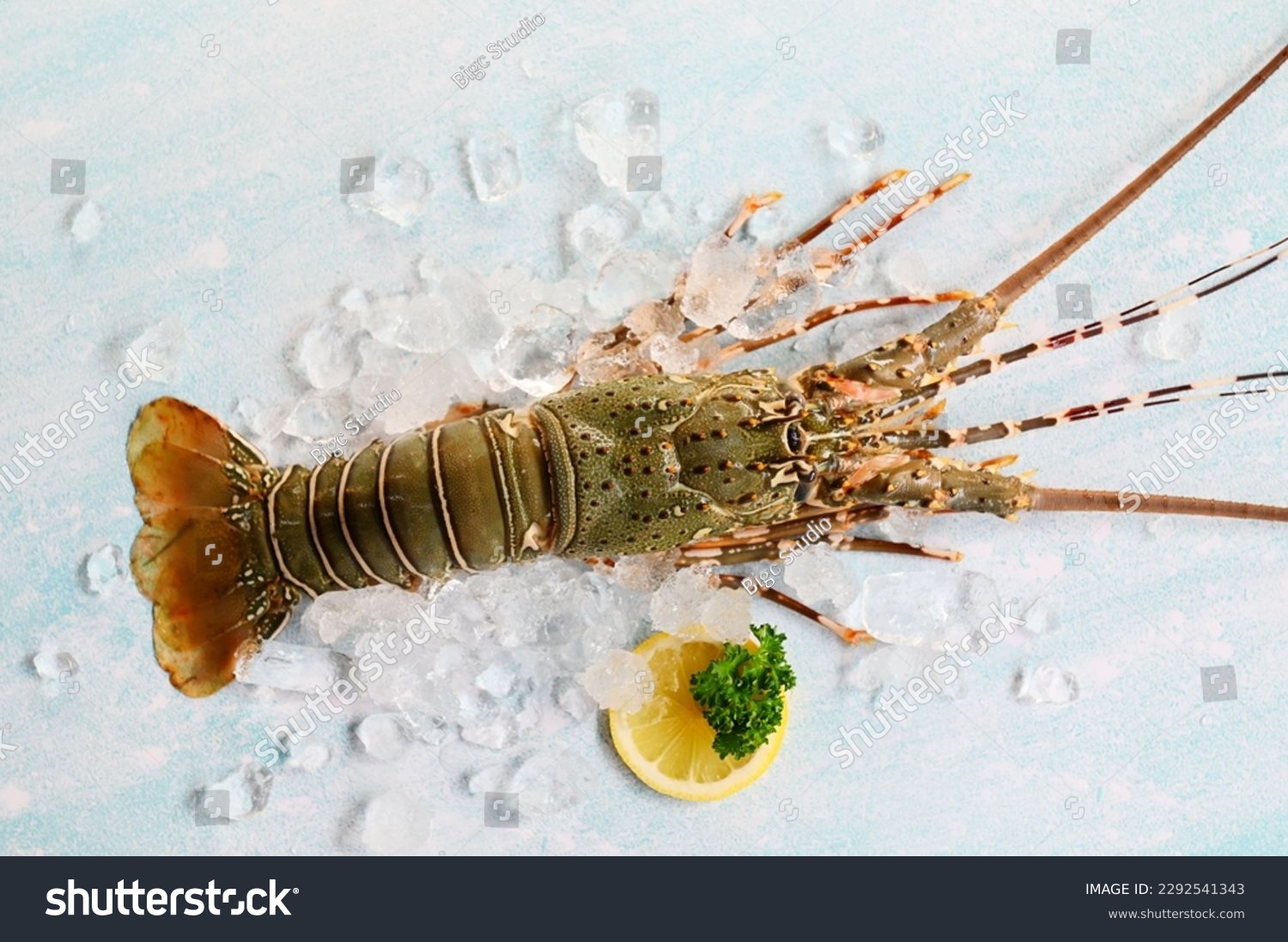 spiny lobster seafood on ice, fresh lobster or rock lobster with herb and spices lemon coriander parsley on background, raw spiny lobster for cooking food or seafood market - top view #2292541343