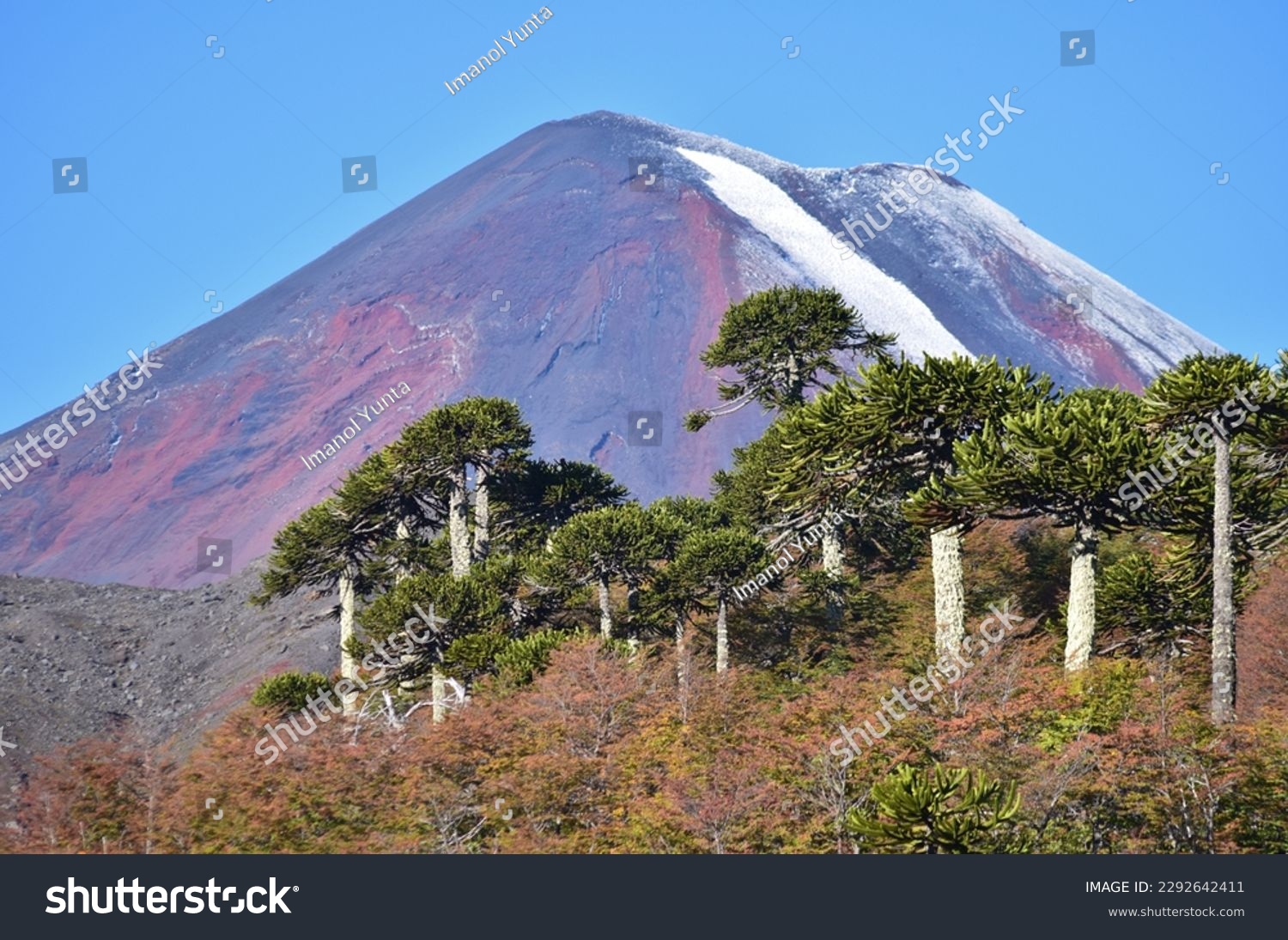 Autumn landscape in the Andean Araucania region of Chile with Araucaria trees and forest with typical autumn colors, all illuminated by the setting sun, with the imposing Llaima volcano in the back #2292642411