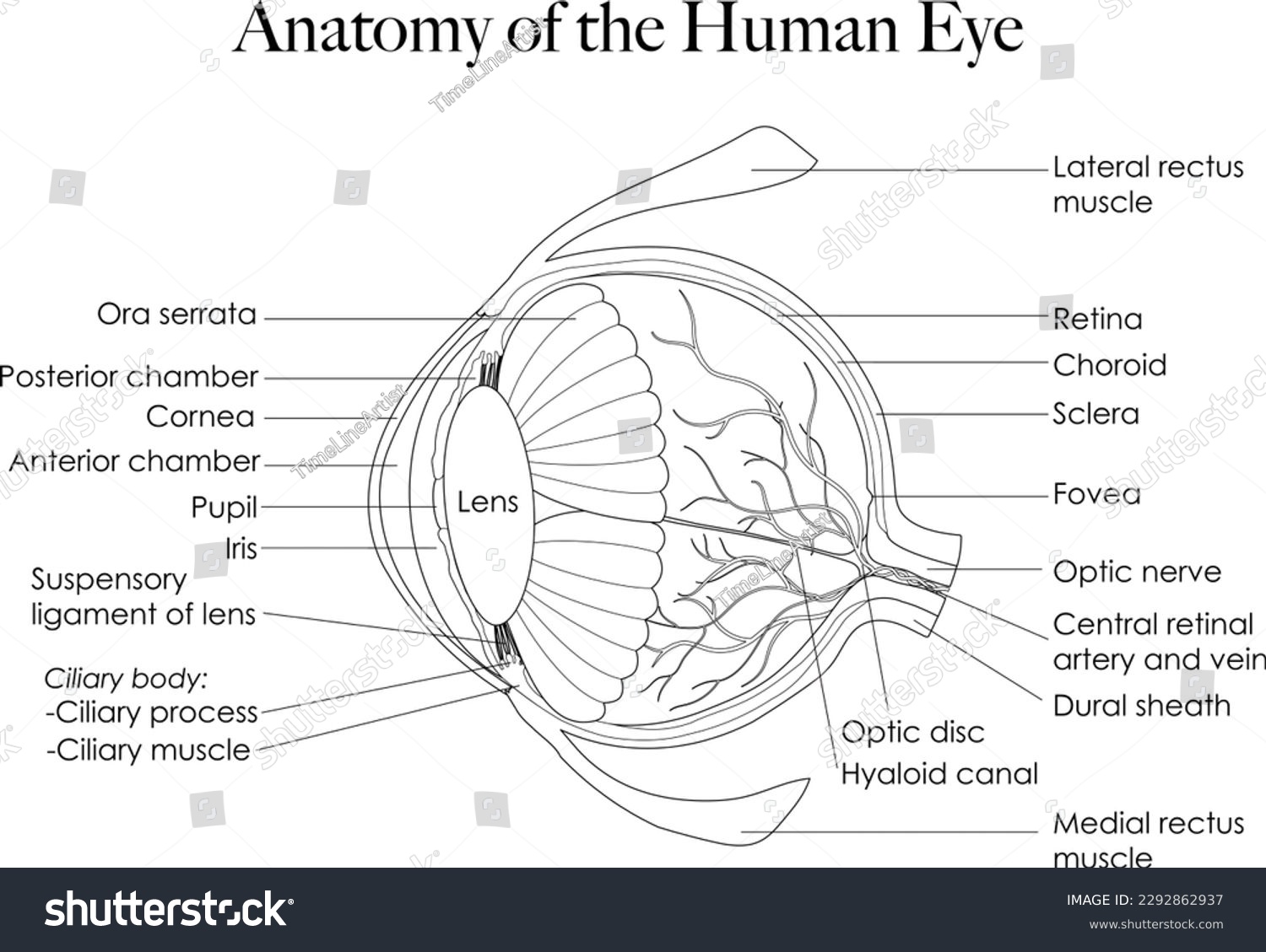 The anatomy of the eye, illustrated in black and - Royalty Free Stock ...