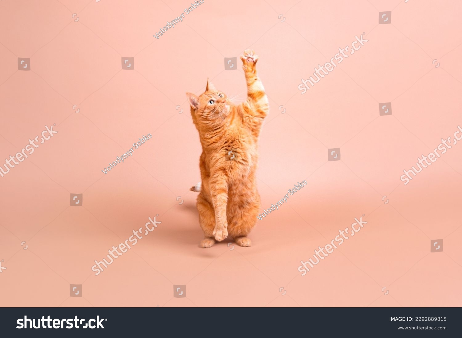 Beautiful adult red cat plays against a beige background. Jumping cat on a beige background #2292889815