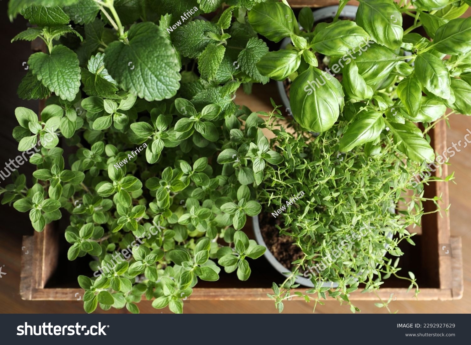 Different aromatic potted herbs in wooden crate on table, top view #2292927629