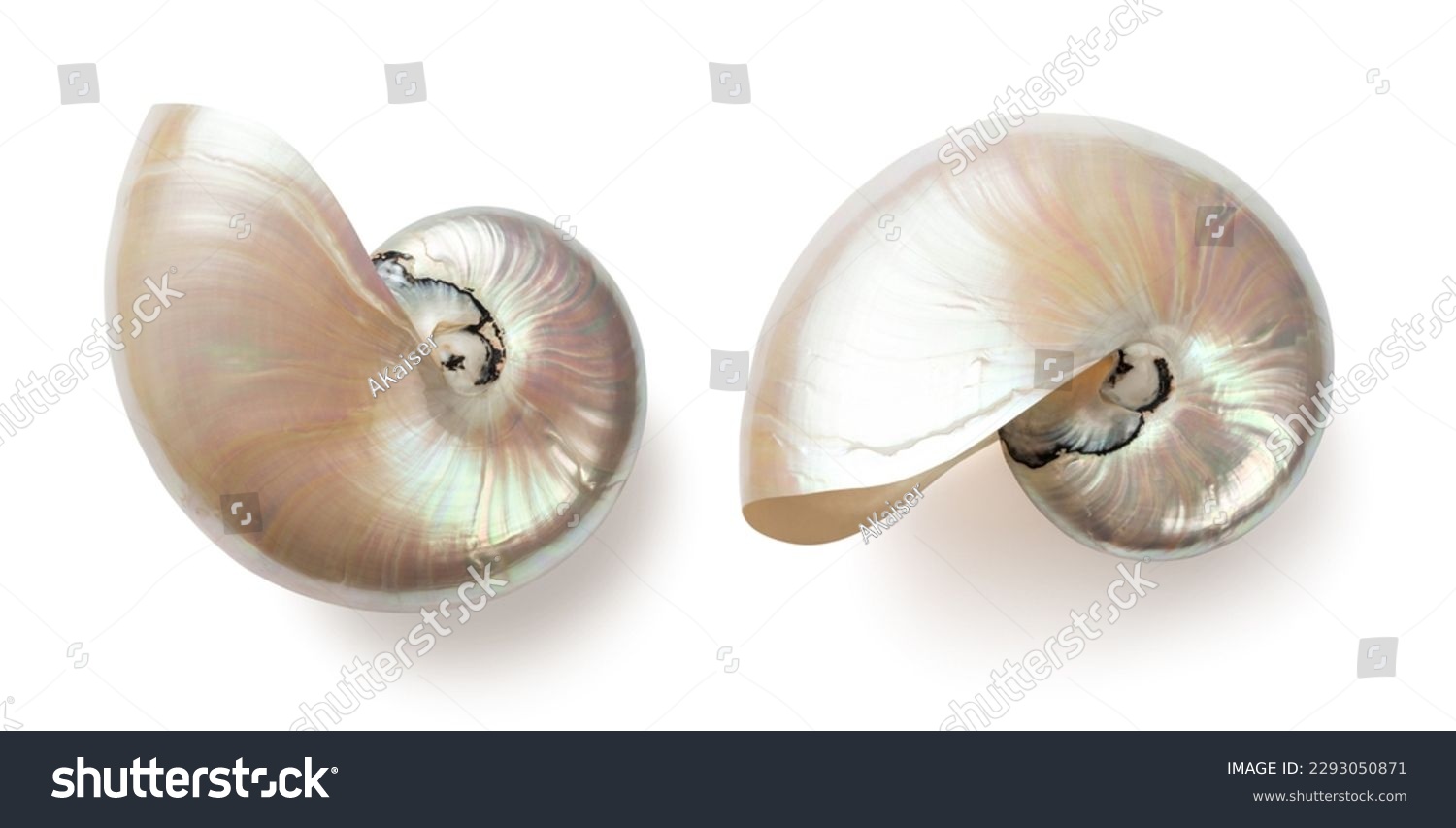 beautiful shiny pearly nautilus shell (nautilus pompilius), isolated seaside design element with mother-of-pearl surface for your ocean, summer or wedding flatlays or layouts #2293050871